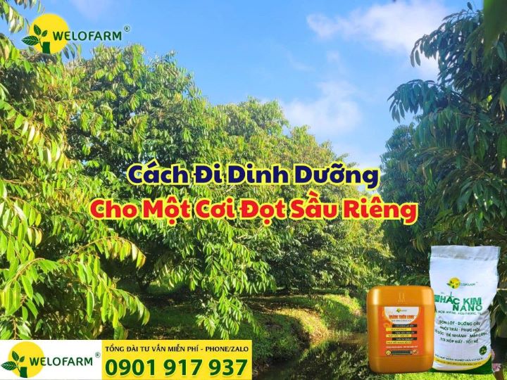 Cách Đi Dinh Dưỡng Cho 1 Cơi Đọt Sầu Riêng Đúng Chuẩn Giúp Đọt Đi Đồng Loạt