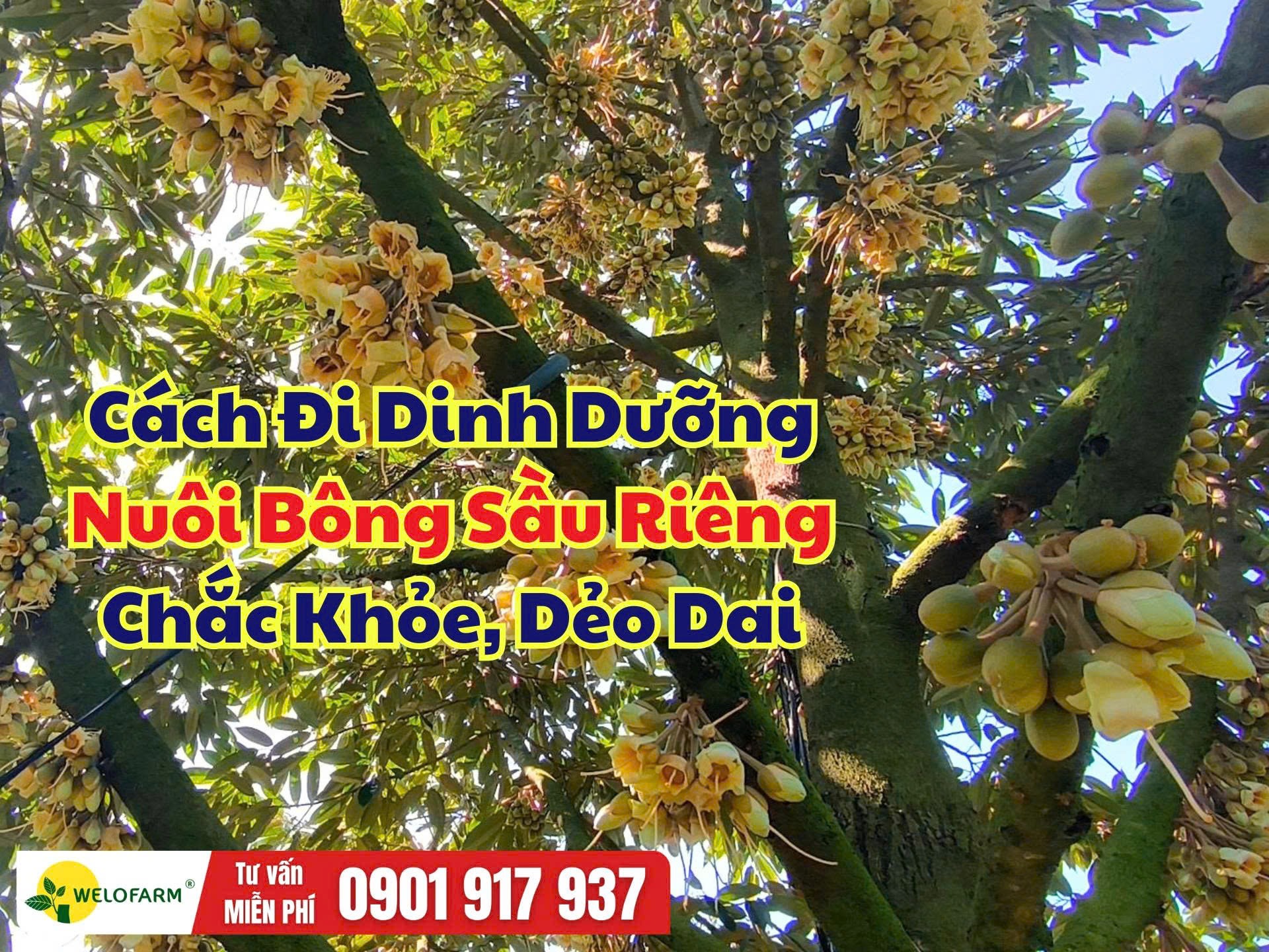 Dinh Dưỡng Nuôi Bông Sầu Riêng Chắc Khỏe, Dẻo Dai
