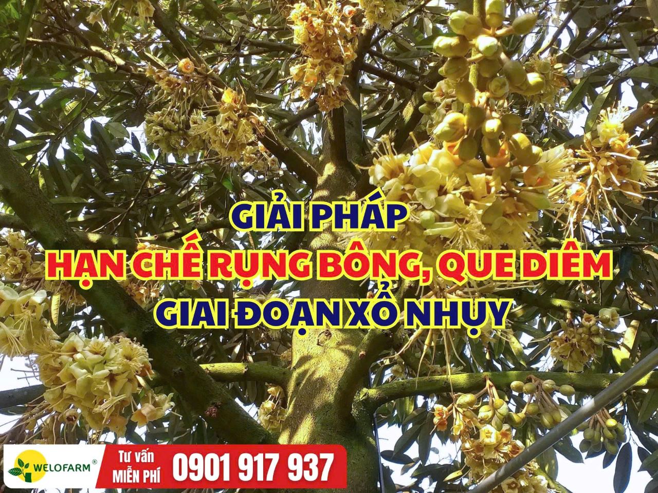 🌸 Cách Hạn Chế Rụng Bông Sầu Riêng Giai Đoạn Xổ Nhụy