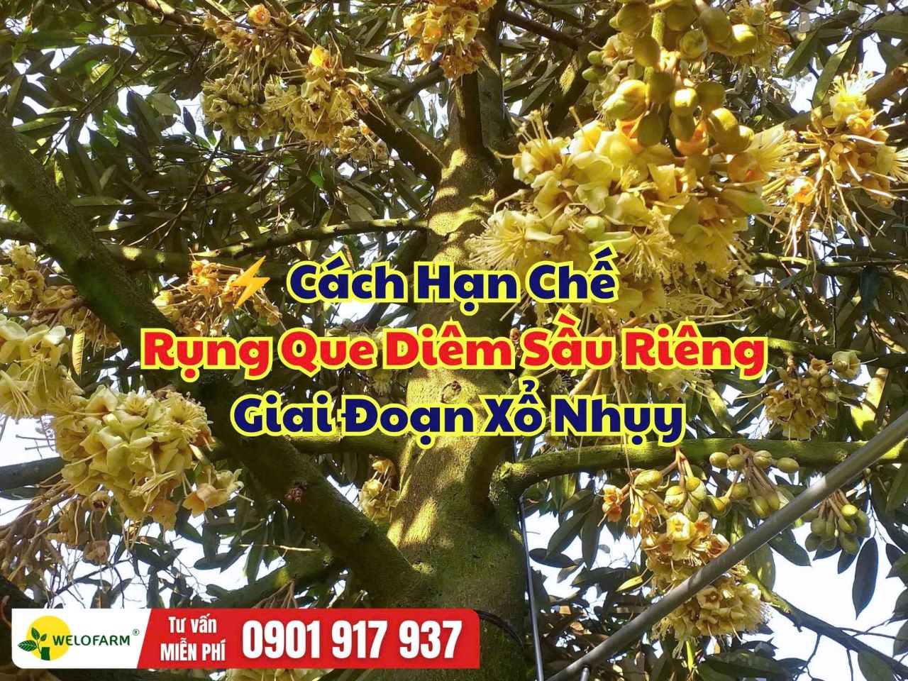 Cách Hạn Chế Rụng Que Diêm Sầu Riêng Sau Xổ Nhụy