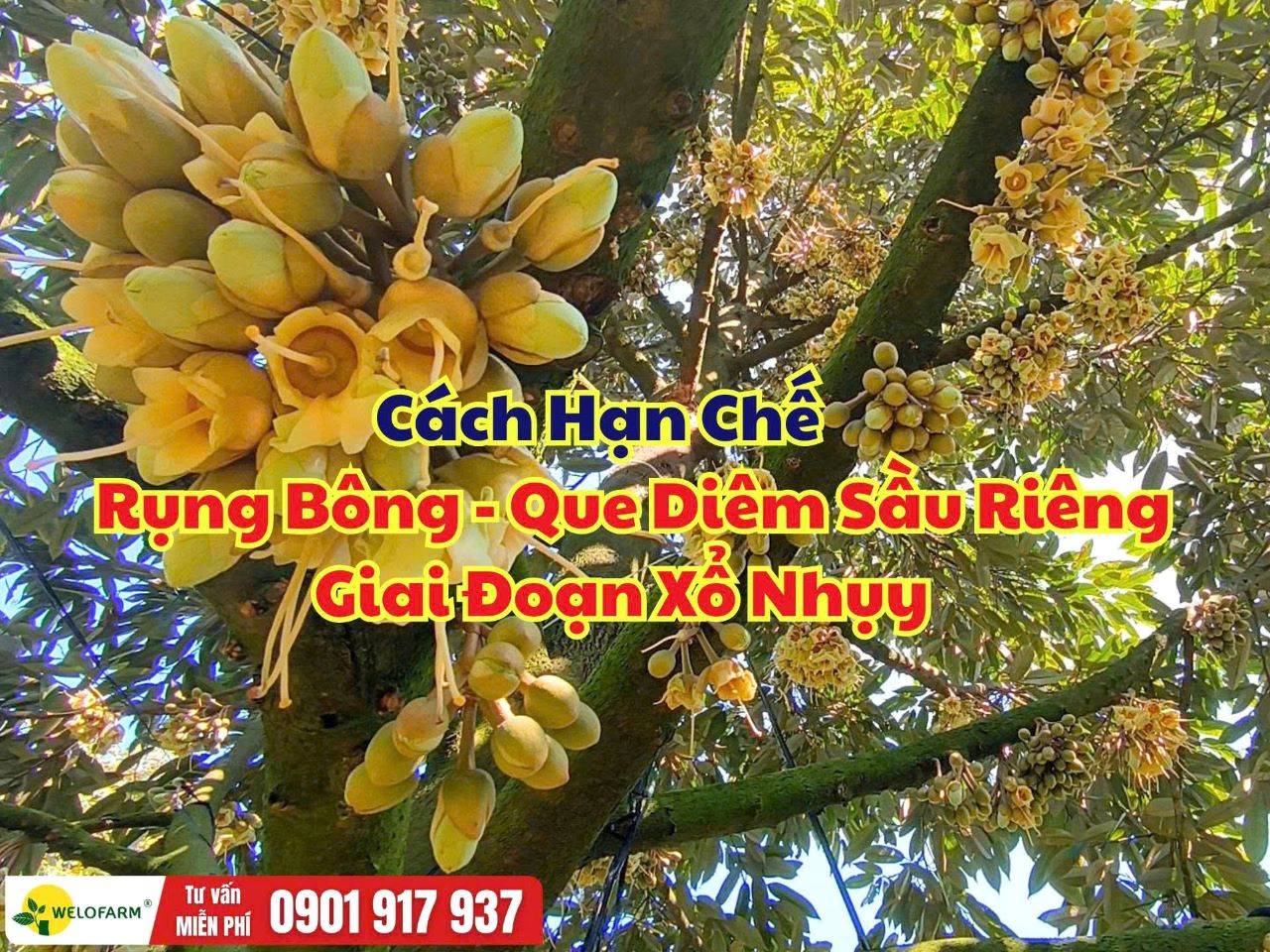 Cách Hạn Chế Rụng Bông Sầu Riêng Giai Đoạn Xổ Nhụy