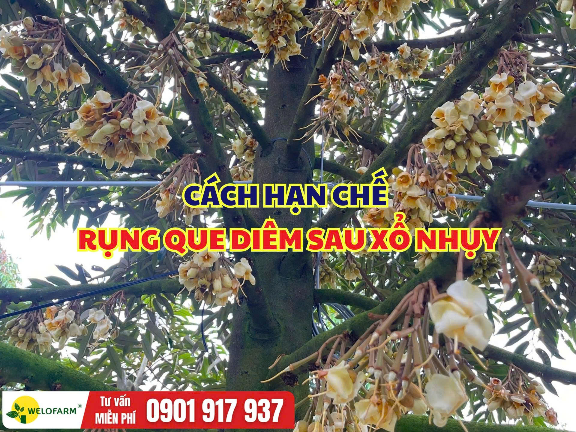 CÁCH HẠN CHẾ RỤNG QUE DIÊM SAU XỔ NHỤY