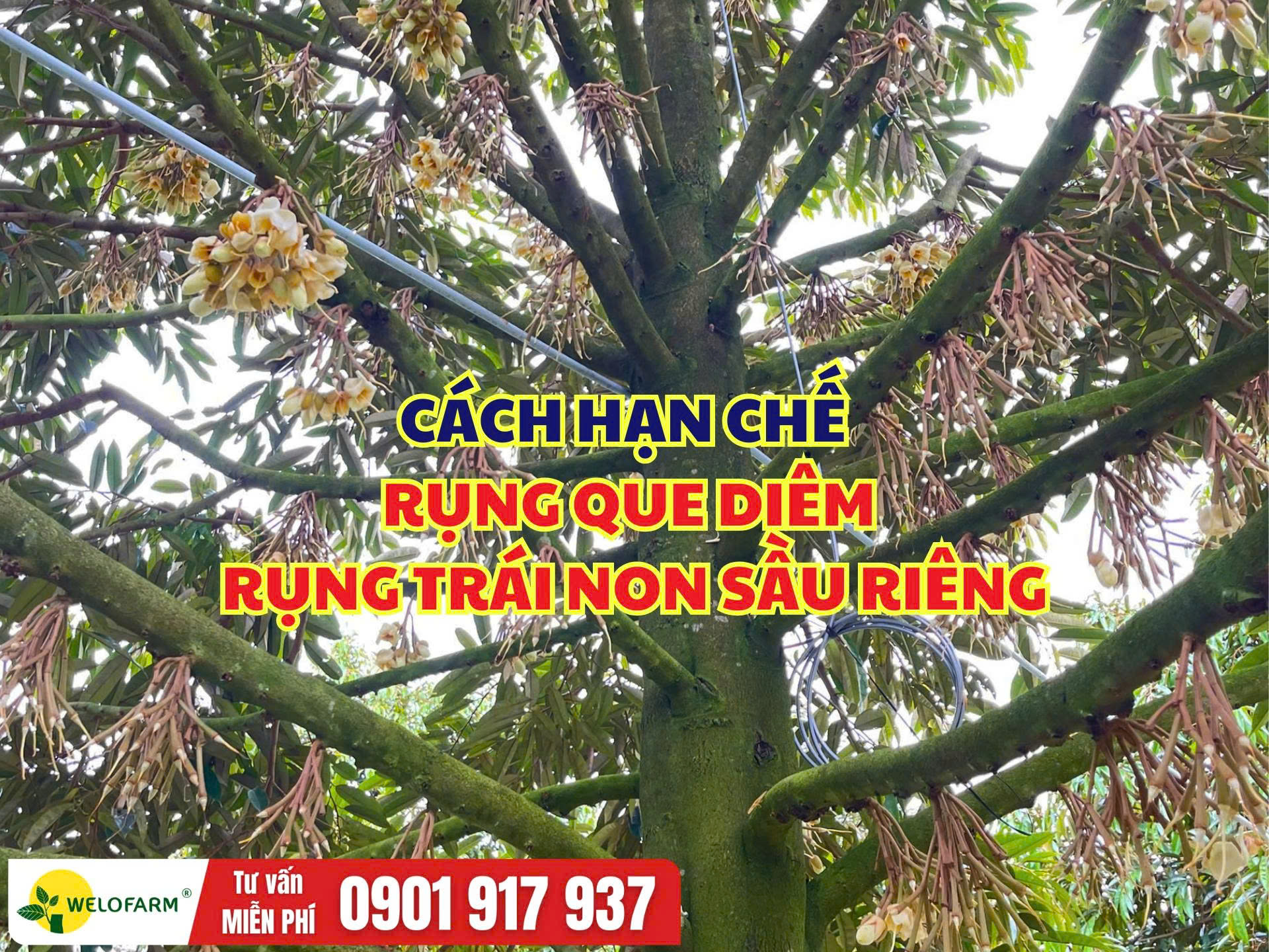 Cách Hạn Chế Rụng Que Diêm Sầu Riêng – Giúp Trái Non Phát Triển Ổn Định