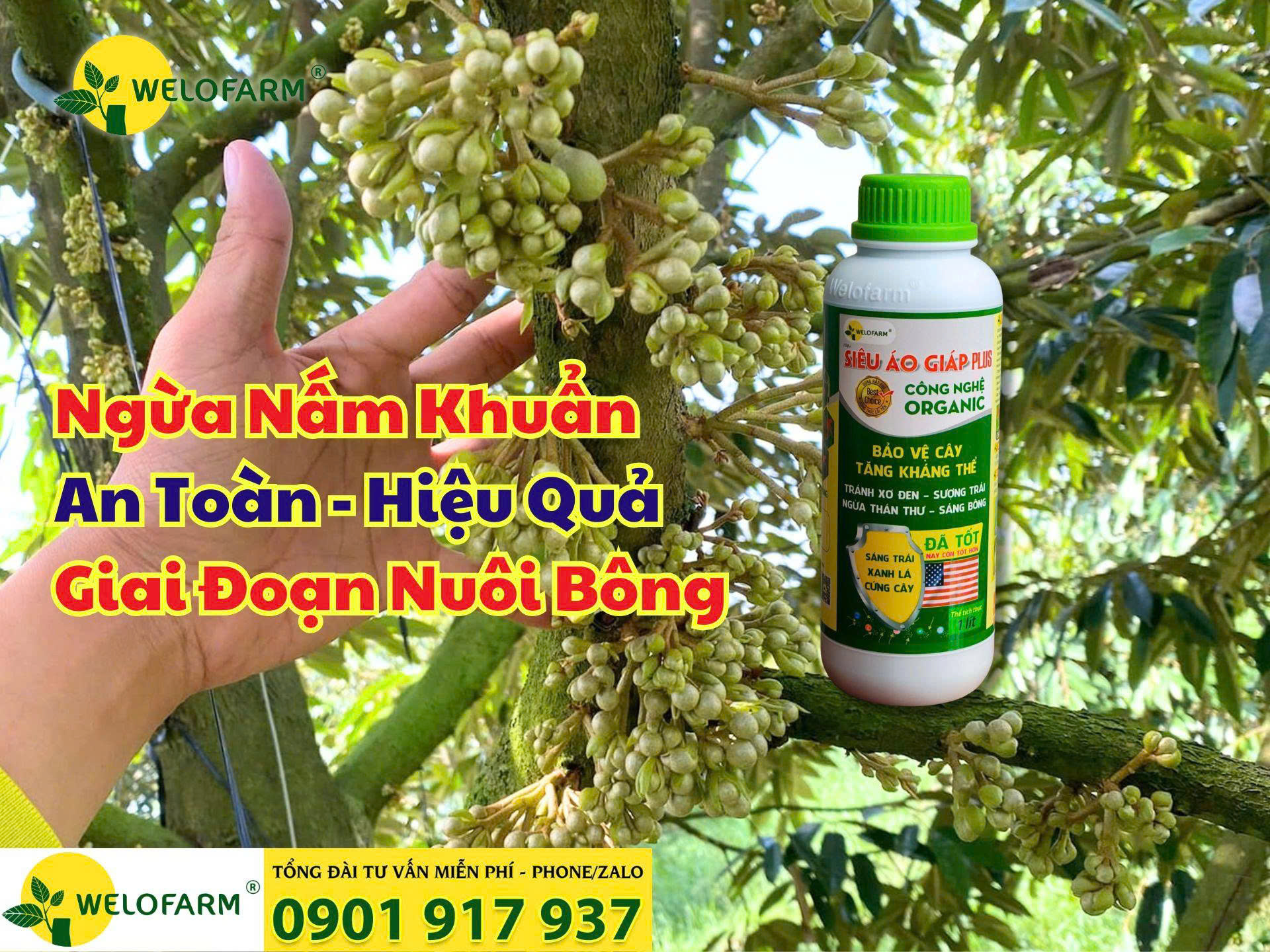 Cách Ngừa Nấm Khuẩn Cho Bông Sầu Riêng Hiệu Quả