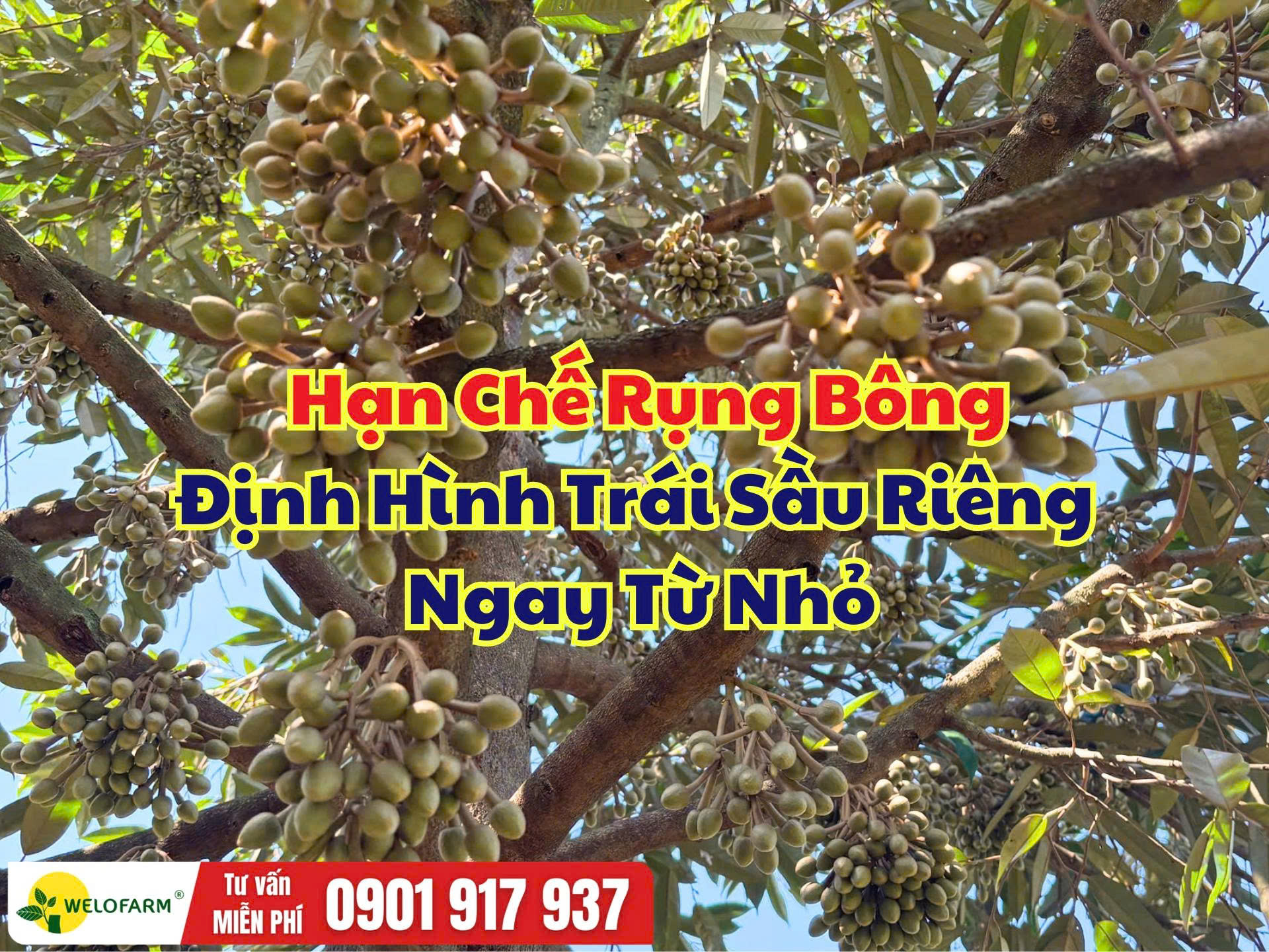 Cách Ngừa Rụng Bông Sầu Riêng Hiệu Quả - Định Hình Tướng Trái Ngay Từ Nhỏ