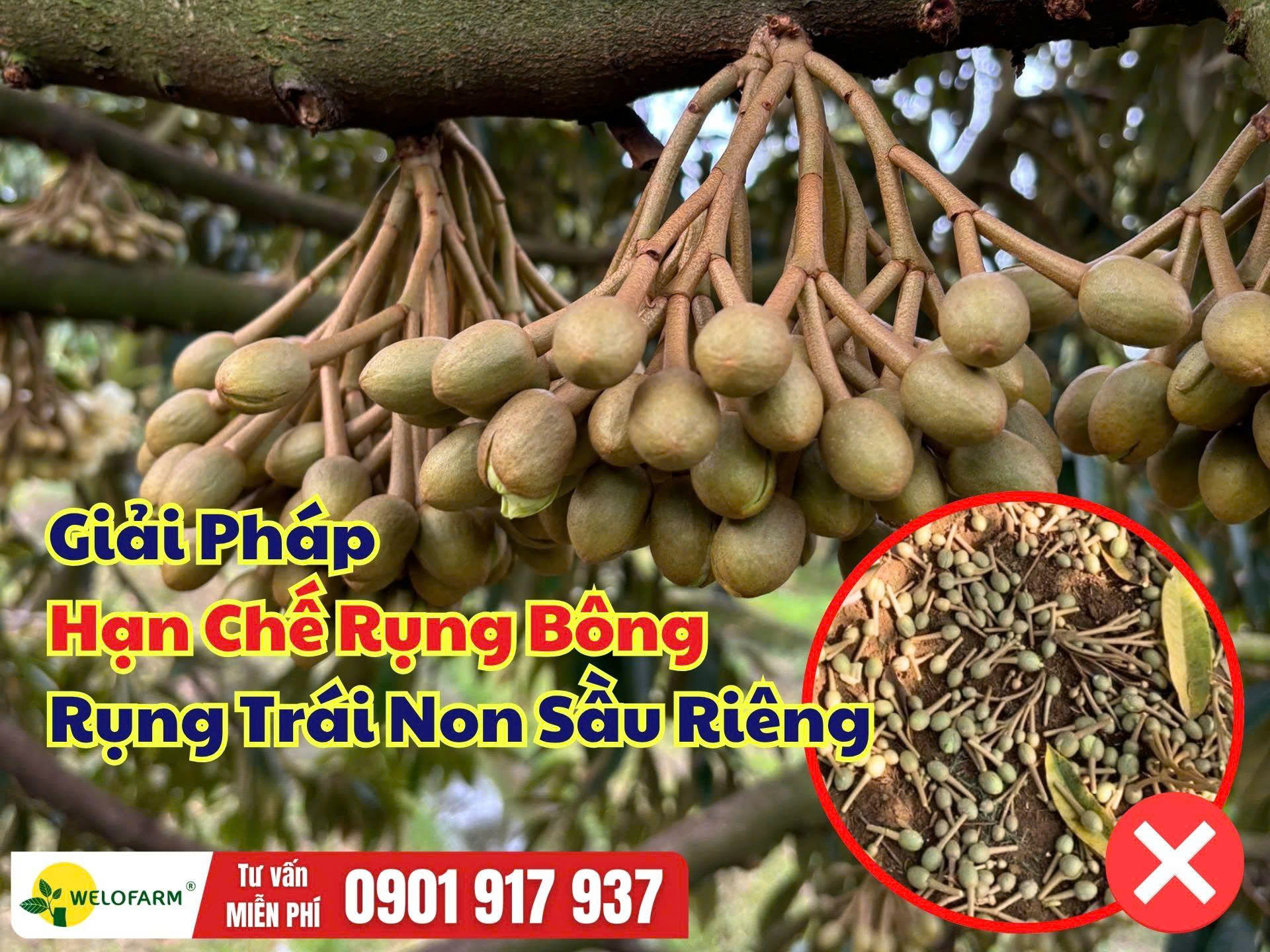 Cách Ngừa Rụng Bông Sầu Riêng – Chủ Động Giữ Bông, Giữ Trái Non