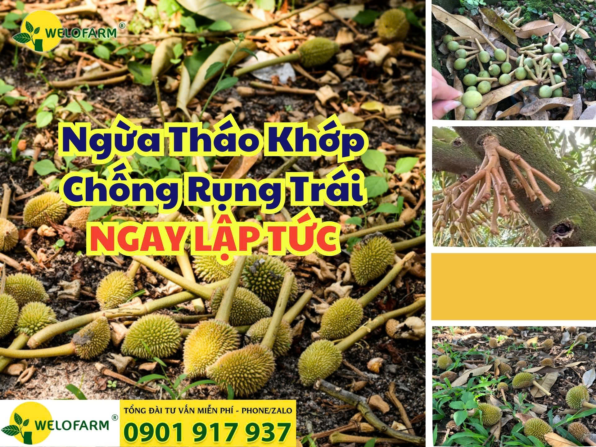 ⚡ CÁCH NGỪA RỤNG TRÁI SẦU RIÊNG HIỆU QUẢ KHI GẶP THỜI TIẾT BẤT LỢI