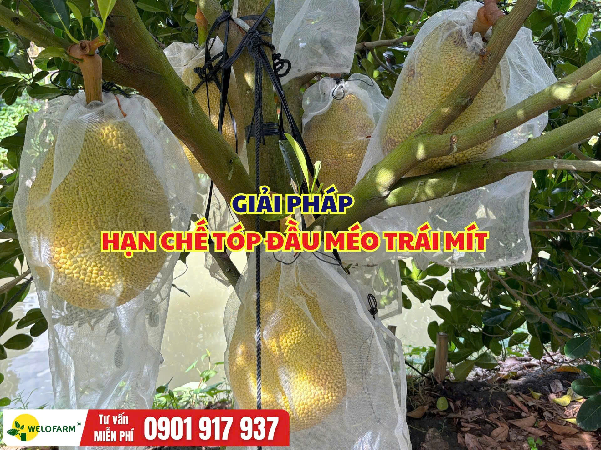 Cách Hạn Chế Tóp Đầu Méo Trái Mít Ruột Đỏ, Giúp Trái To Tròn, Nặng Ký