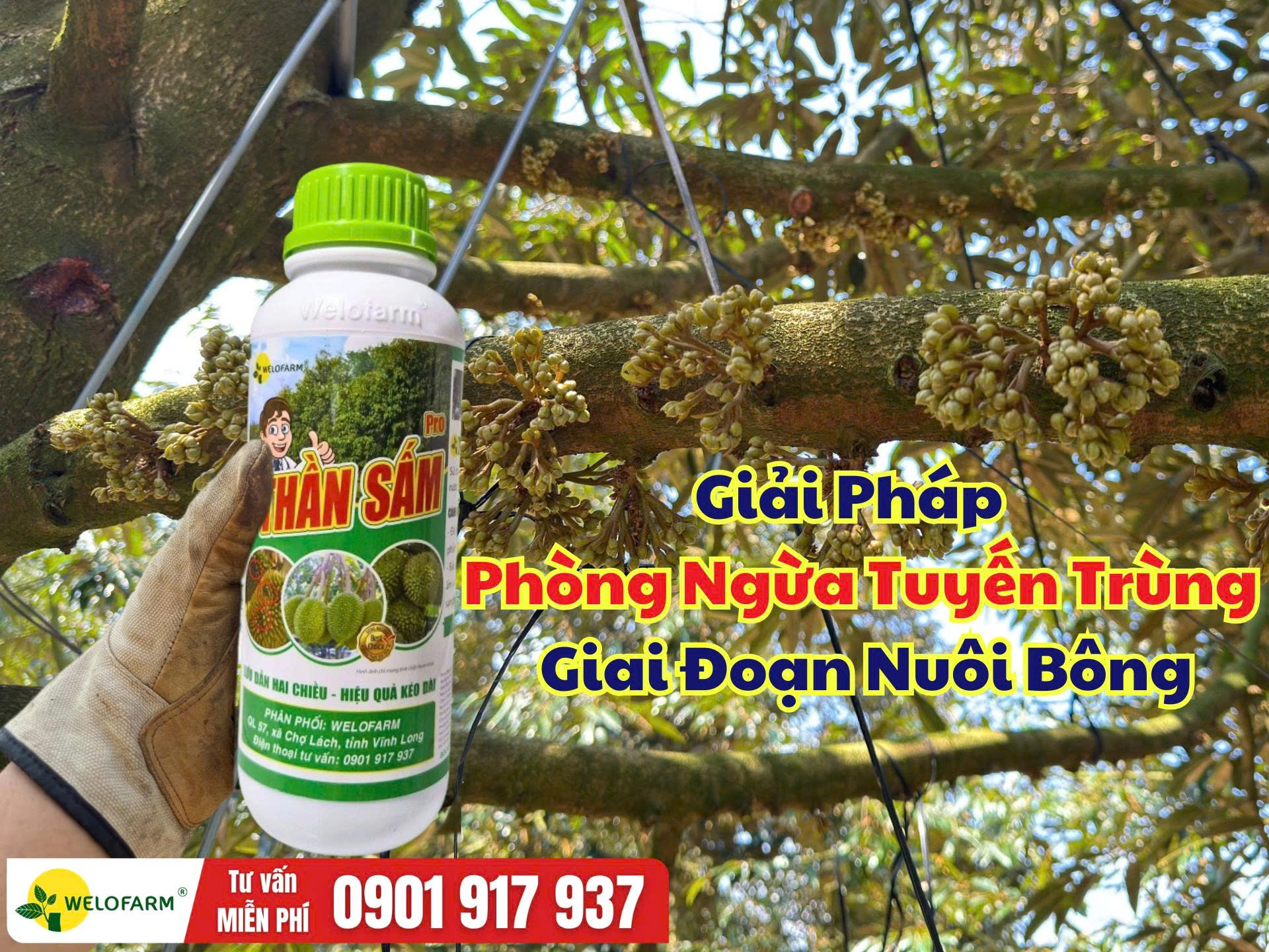 Cách Phòng Ngừa Tuyến Trùng Cho Sầu Riêng Giai Đoạn Nuôi Bông