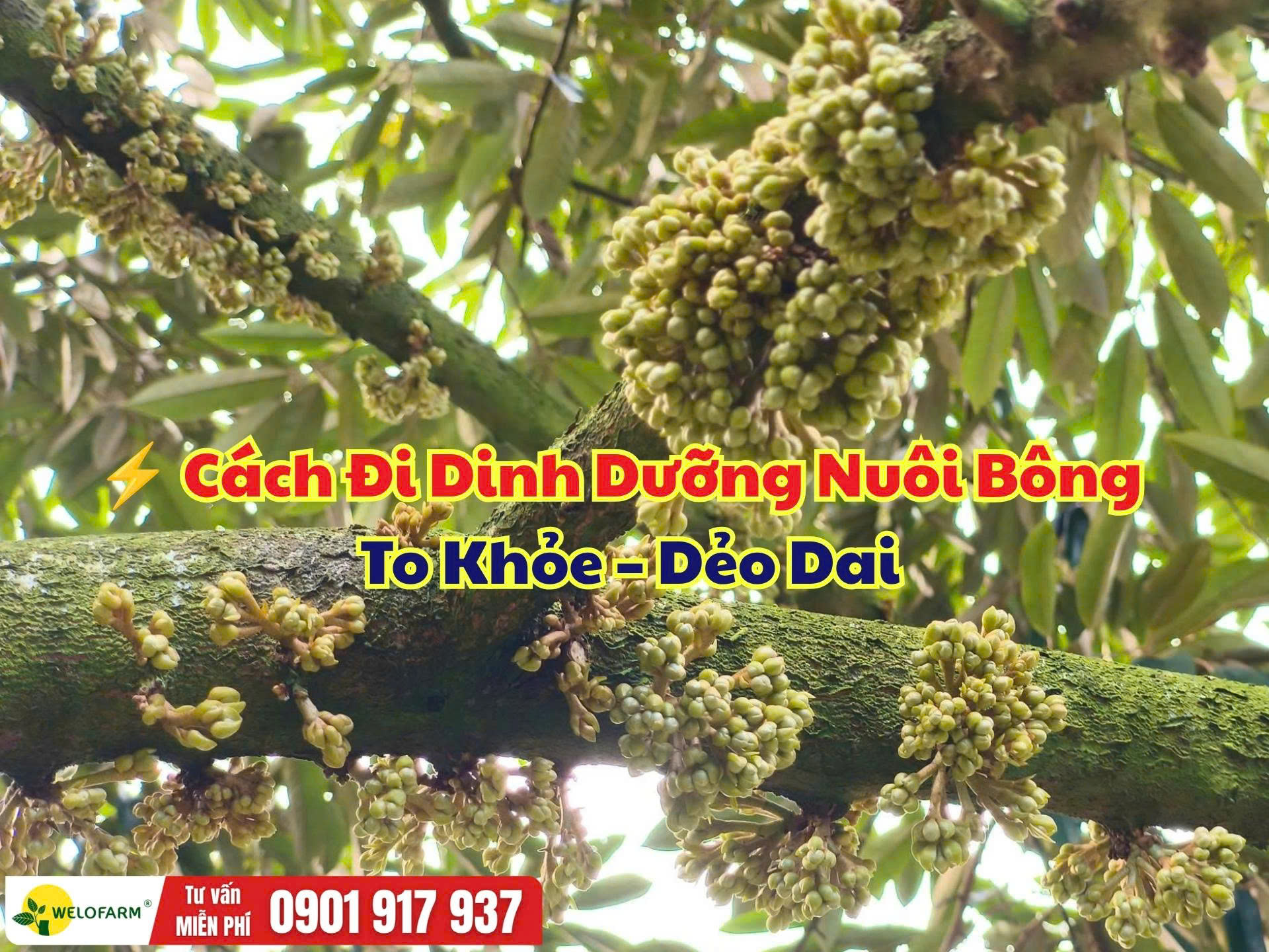 Cách Đi Dinh Dưỡng Nuôi Bông Sầu Riêng – Bông To, Cuống Khỏe, Cây Đủ Lực