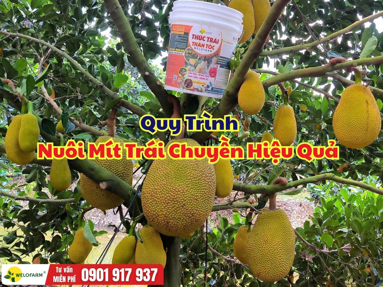 Quy Trình Nuôi Mít Trái Chuyền – Chủ Động Thu Hoạch, Tối Ưu Chi Phí
