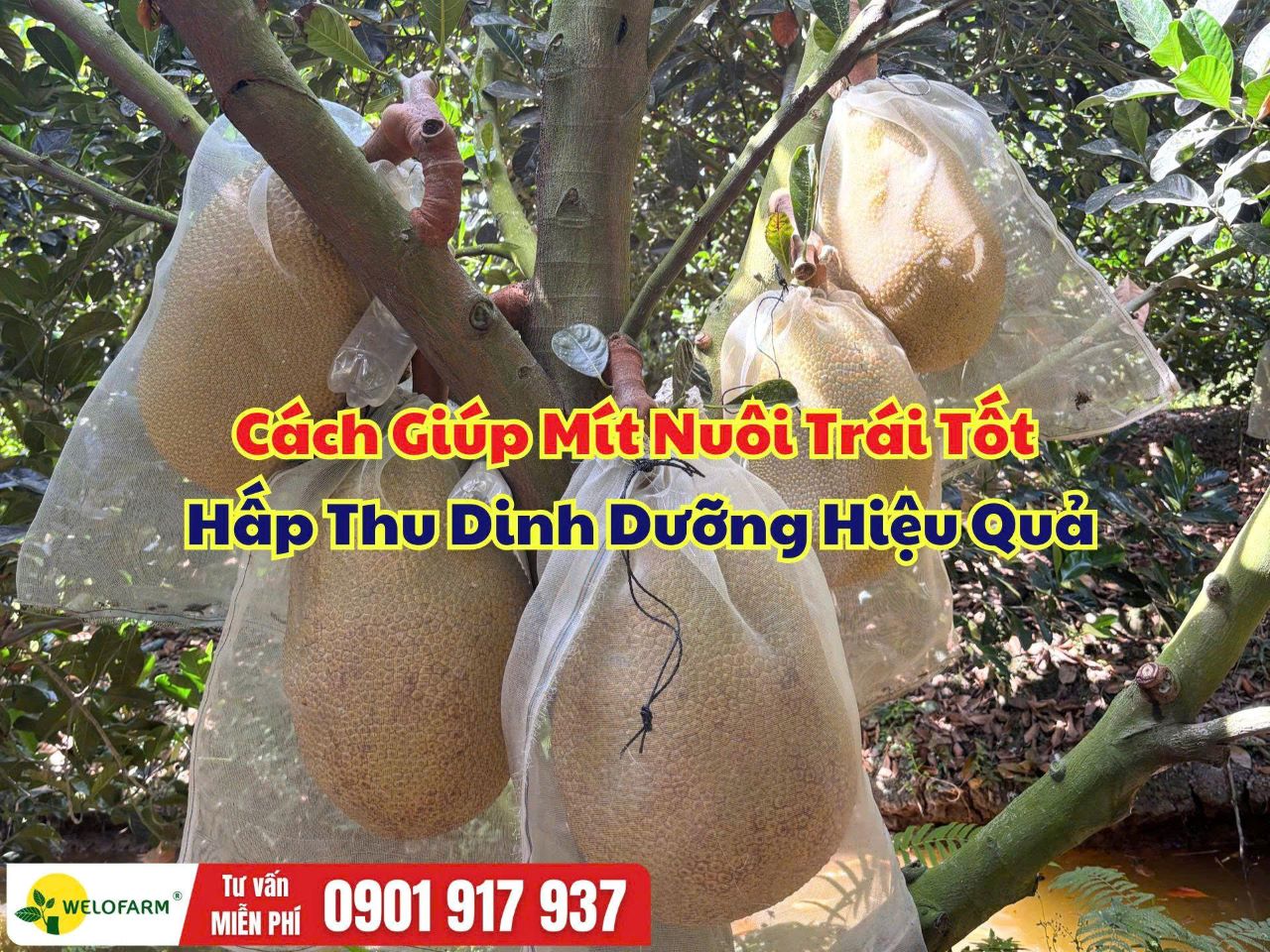 Cách Giúp Cây Mít Nuôi Trái Tốt, Hấp Thu Dinh Dưỡng Hiệu Quả