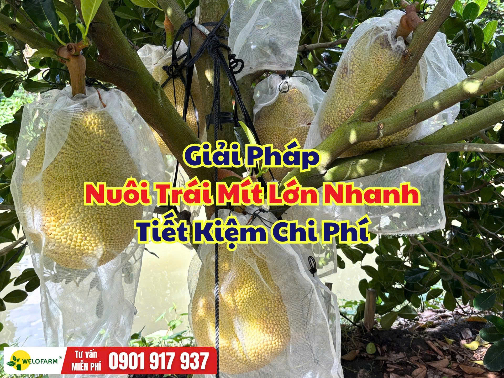 Cách Nuôi Trái Mít Lớn Nhanh, Tròn Đều Và Tiết Kiệm Chi Phí