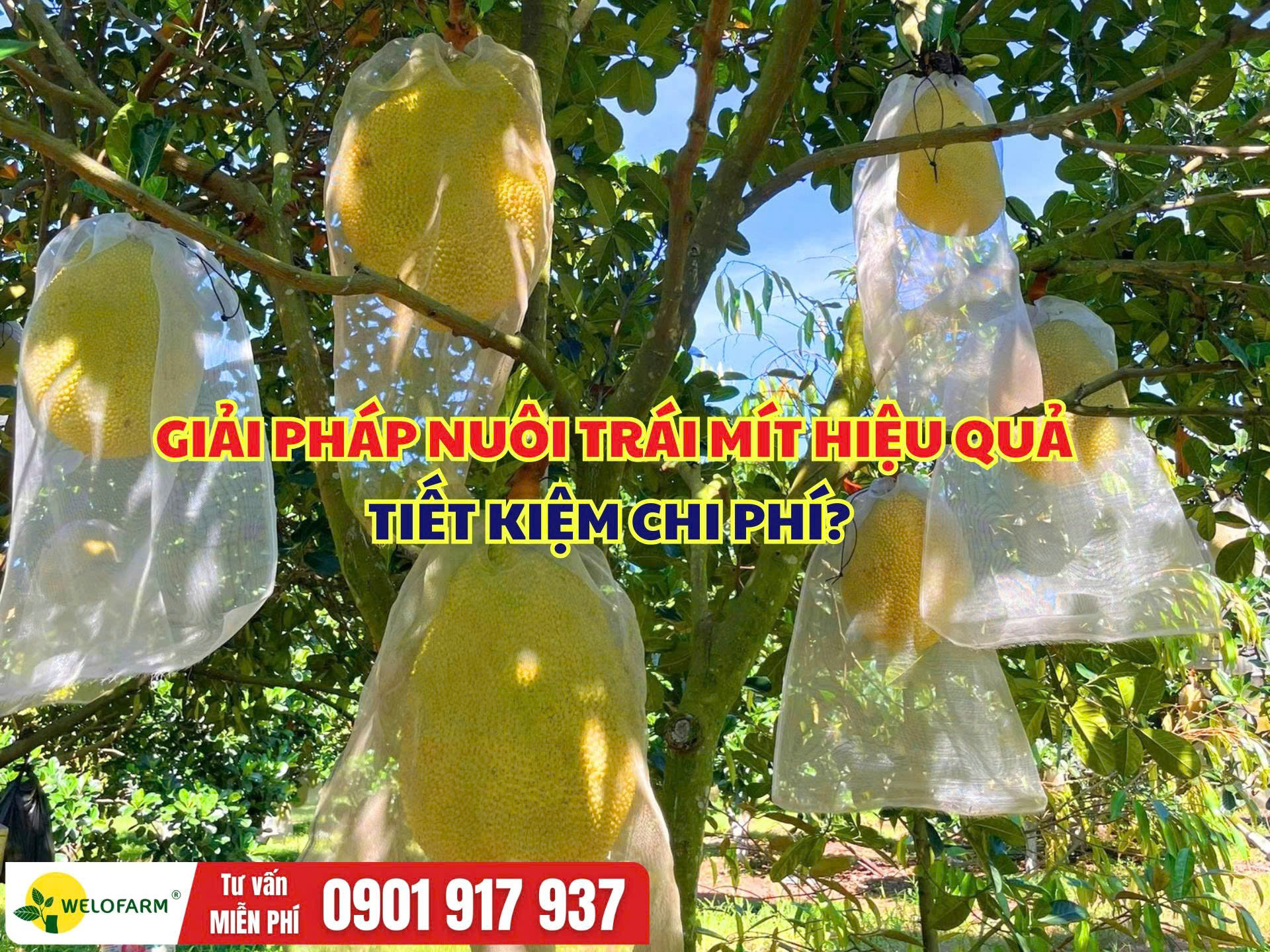 Cách Nuôi Trái Mít Hiệu Quả, Trái Phát Triển Tốt Mà Tiết Kiệm Chi Phí