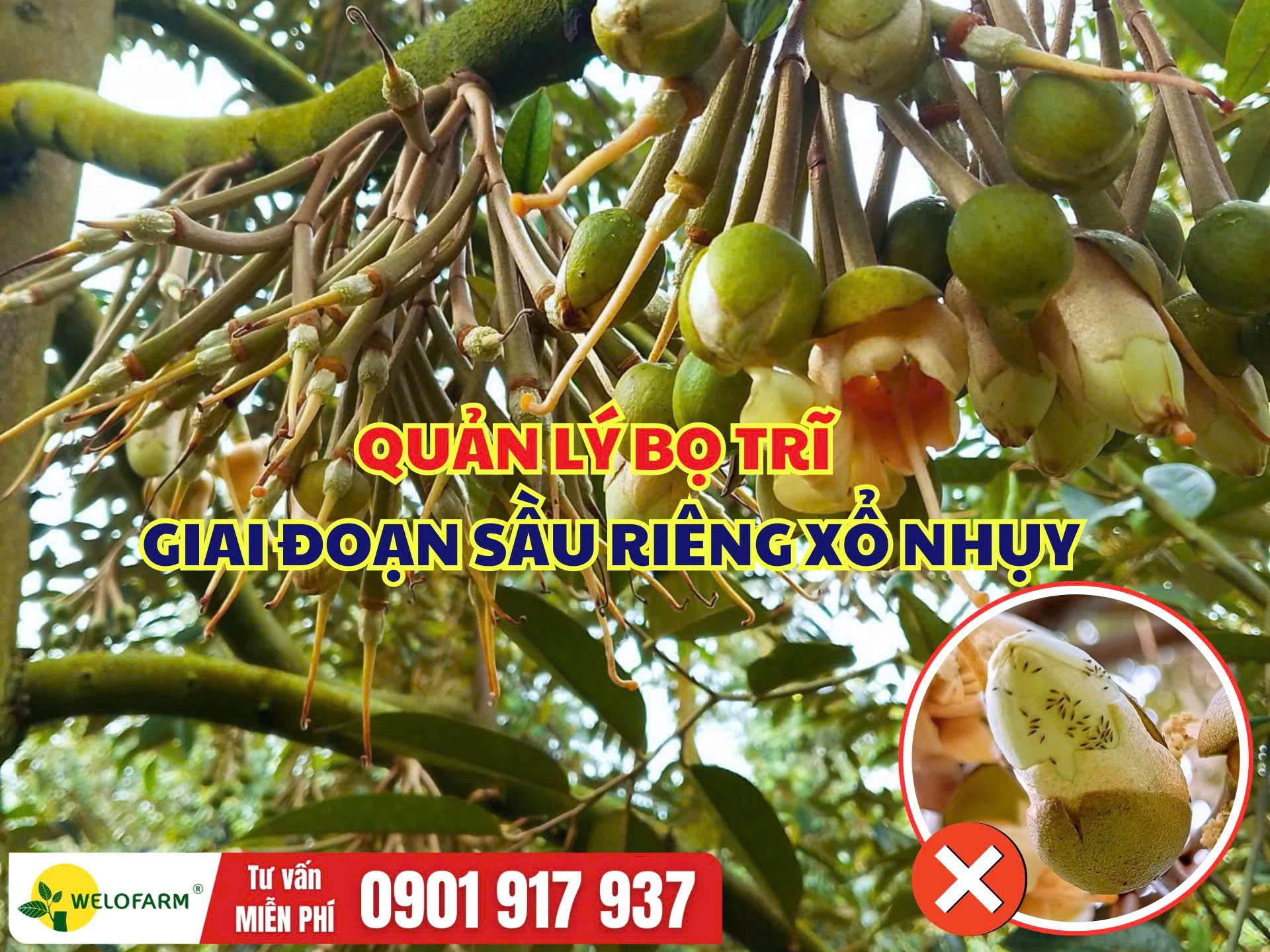  Bọ Trĩ Sầu Riêng Giai Đoạn Xổ Nhụy: Cách Nhận Biết Và Xử Lý Đúng