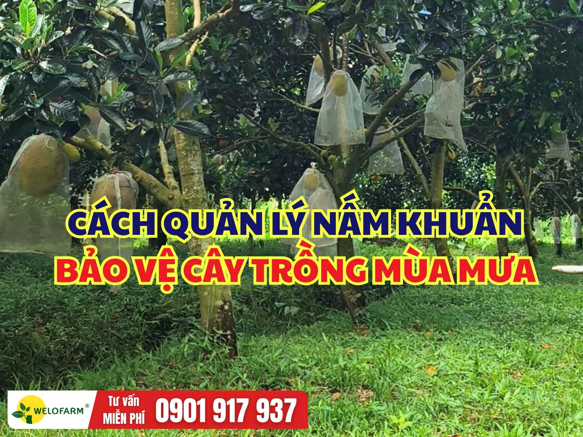 Cách Quản Lý Nấm Khuẩn Mùa Mưa Hiệu Quả Cho Cây Trồng