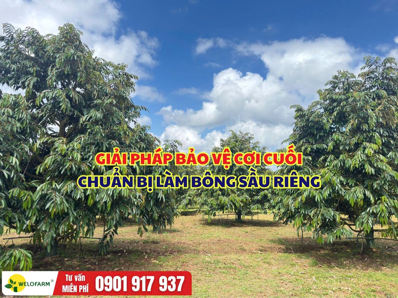 Cách Bảo Vệ Cơi Cuối Sầu Riêng Khỏe, Chuẩn Bị Làm Bông