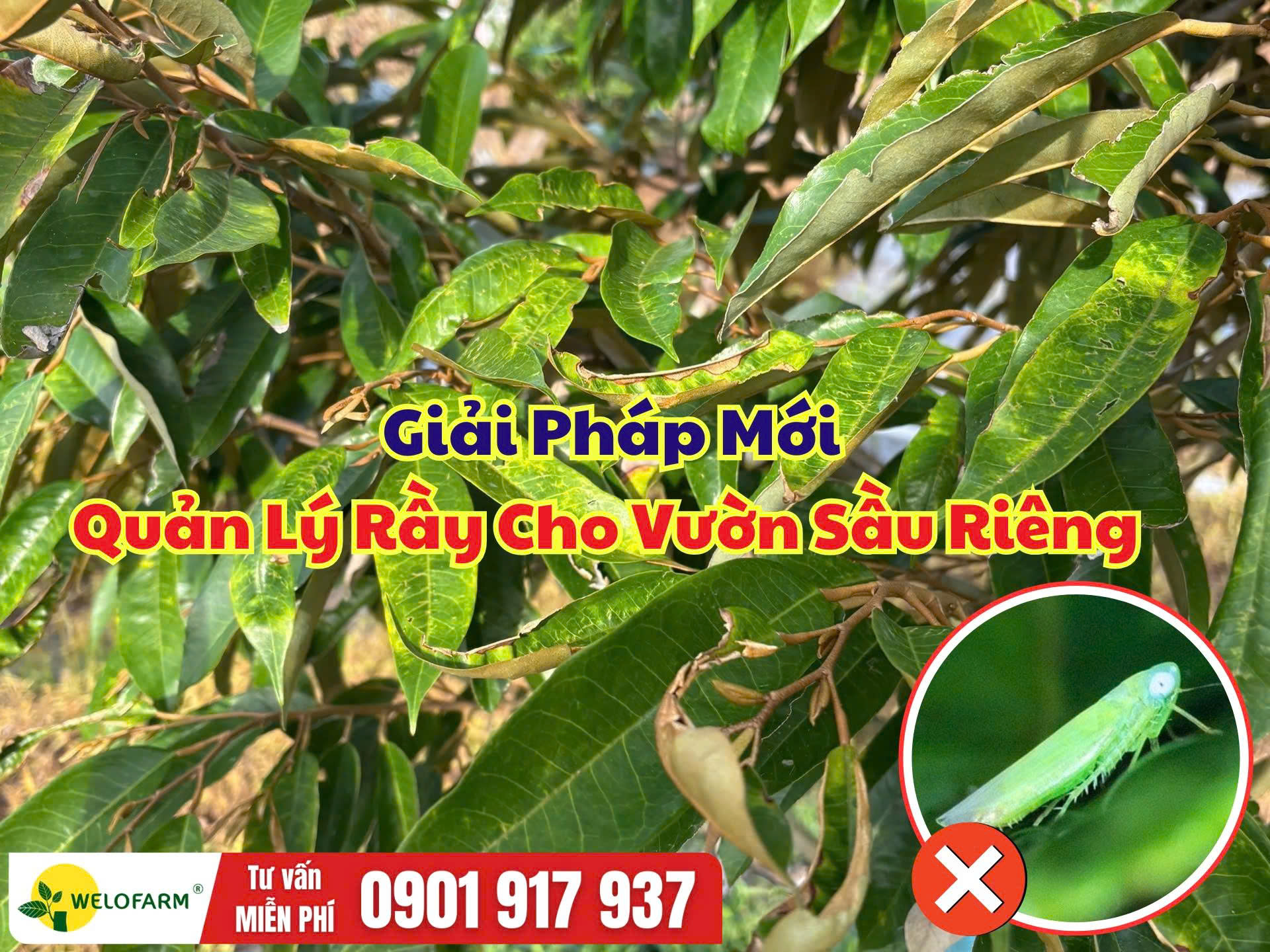 Cách Quản Lý Rầy Cho Vườn Sầu Riêng