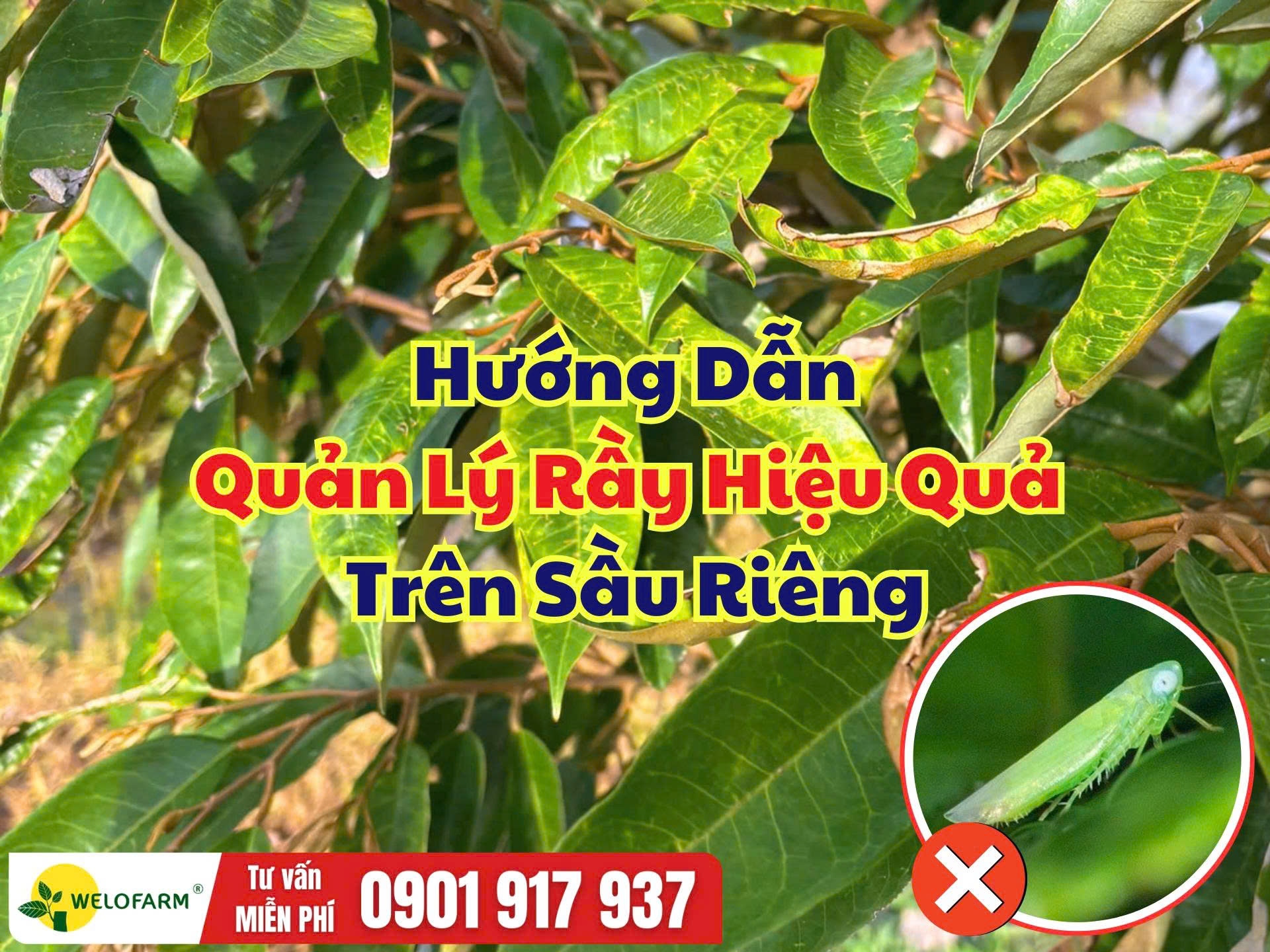 Cách Quản Lý Rầy Trên Sầu Riêng – Bảo Vệ Cơi Đọt Non Hiệu Quả