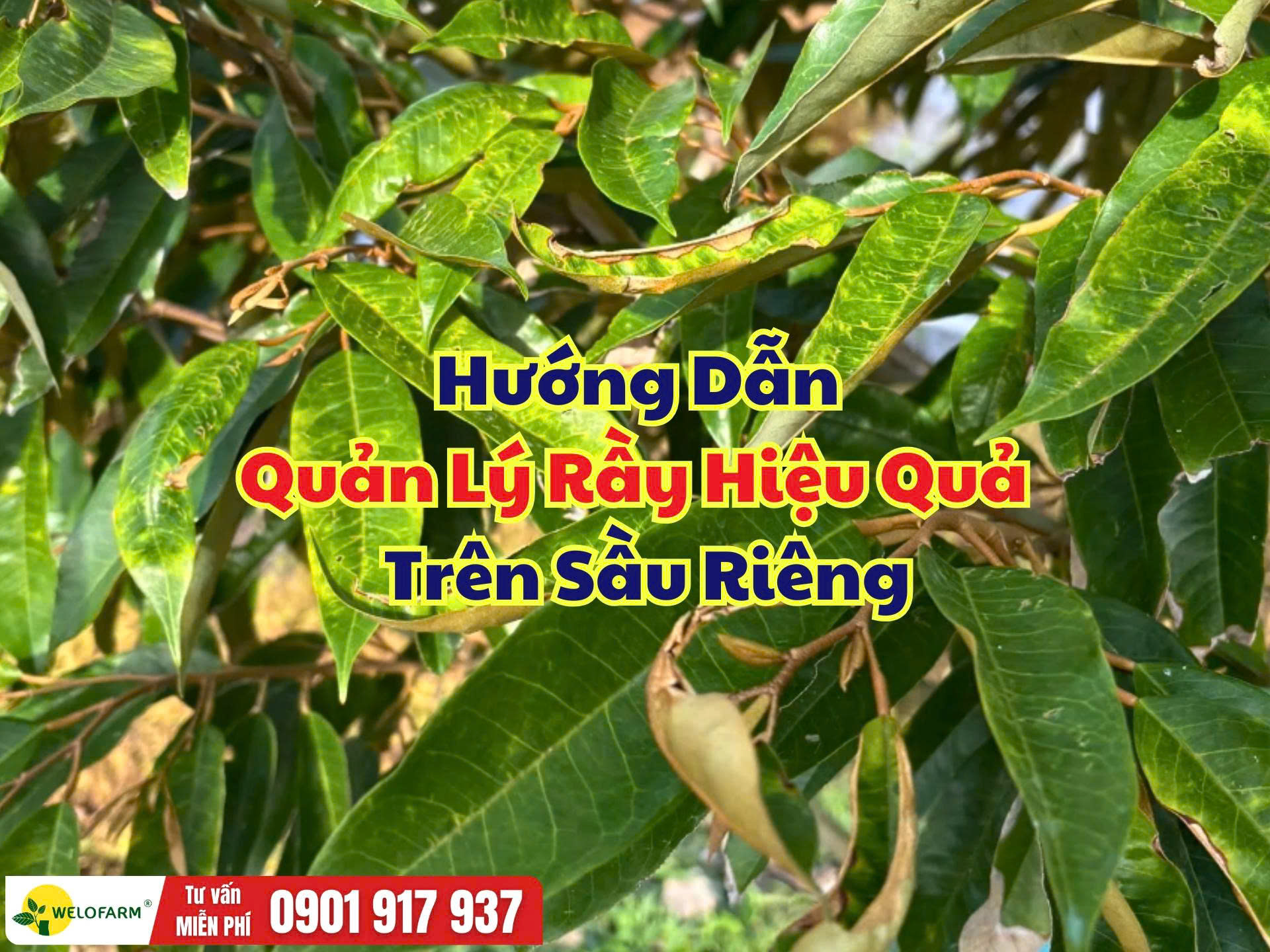 Cách Trị Rầy Trên Sầu Riêng Hiệu Quả, Bảo Vệ Cơi Đọt Khỏe Mạnh