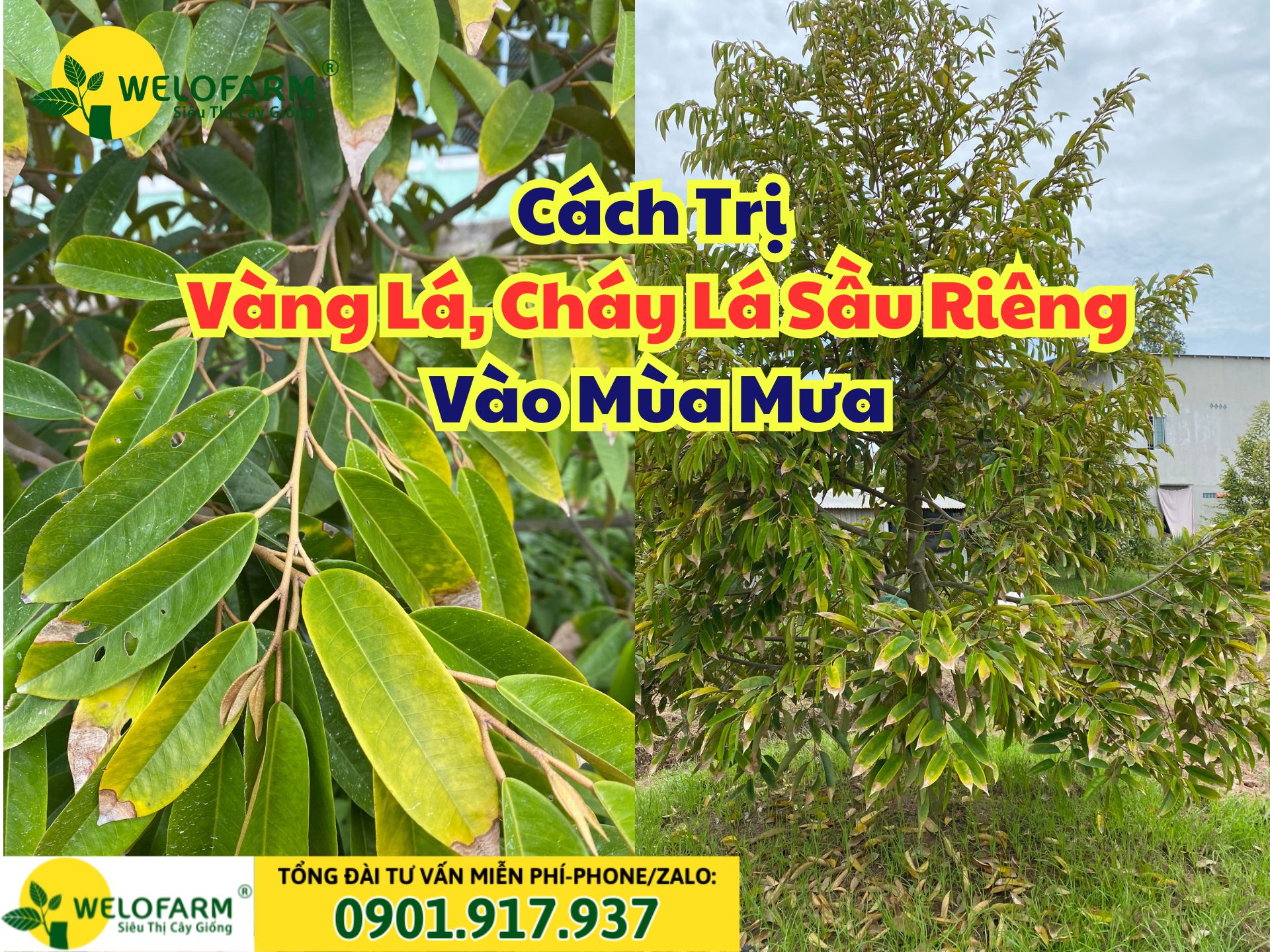 🍂 Cách Trị Vàng Lá, Cháy Lá Sâu Riêng Vào Mùa Mưa