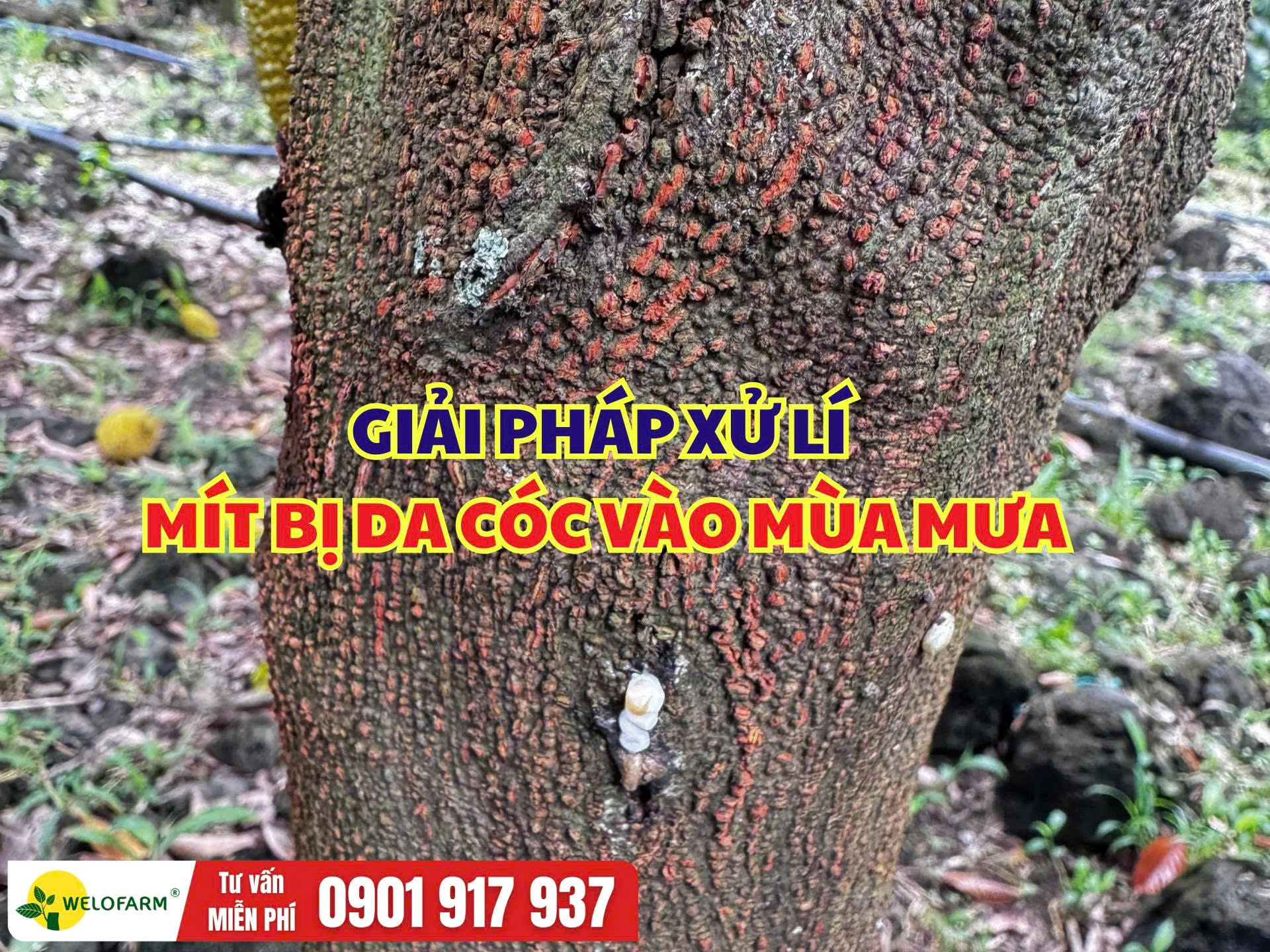 Cách Xử Lý Mít Bị Da Cóc Vào Mùa Mưa, Hạn Chế Ảnh Hưởng Đến Sức Cây