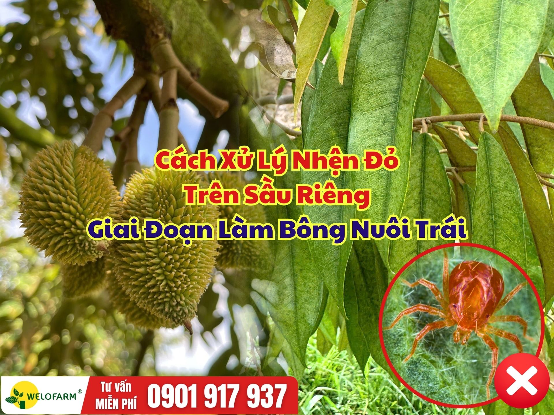 Cách Xử Lý Nhện Đỏ Trên Sầu Riêng Giai Đoạn Làm Bông Nuôi Trái Hiệu Quả