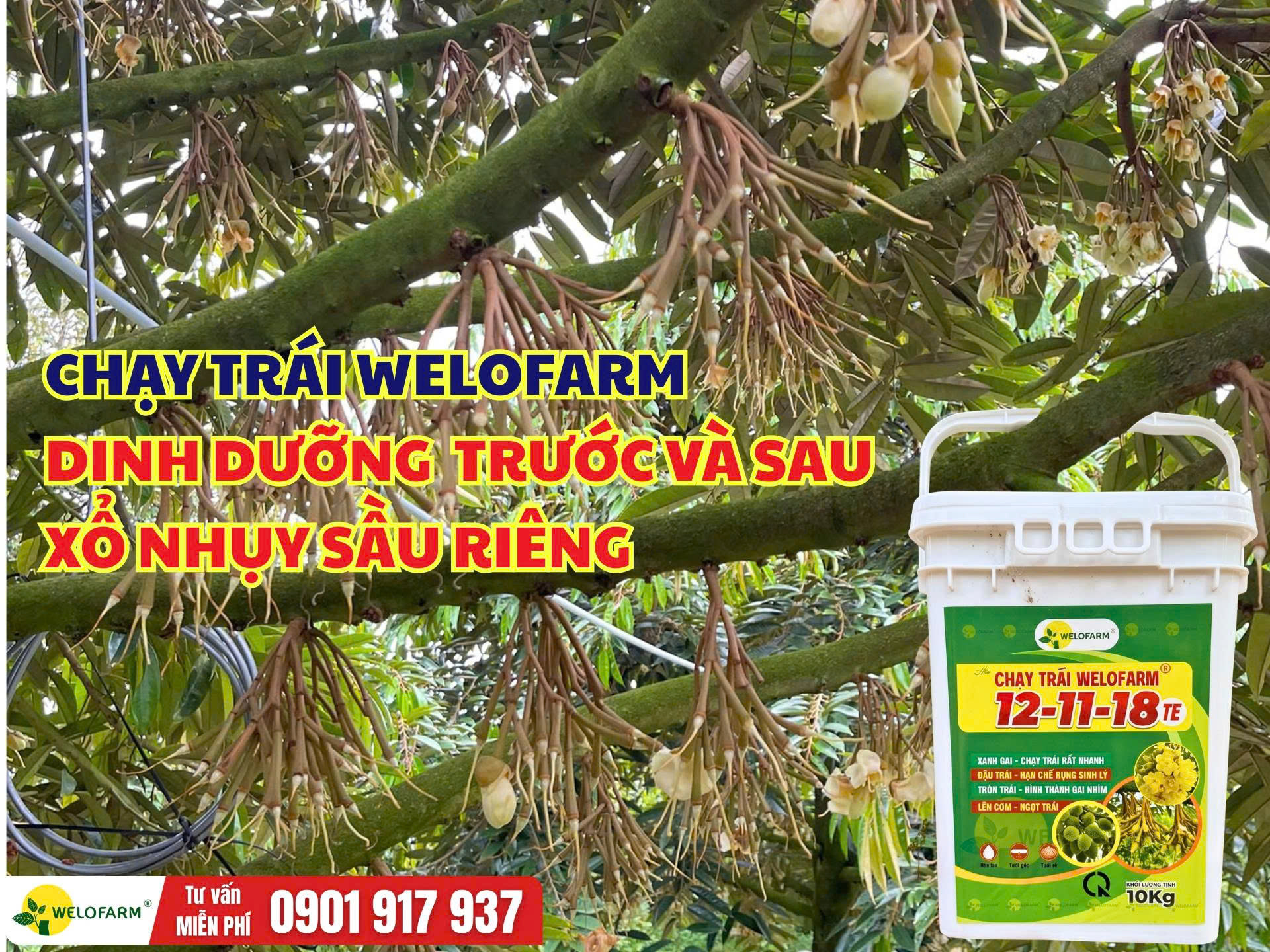 Dinh dưỡng trước và sau xổ nhụy sầu riêng – Chạy Trái Welofarm