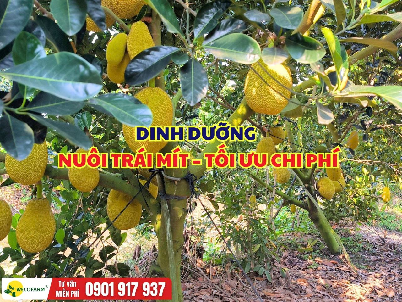  Dinh Dưỡng Nuôi Trái Mít – Cách Đi Dinh Dưỡng Để Tối Ưu Chi Phí