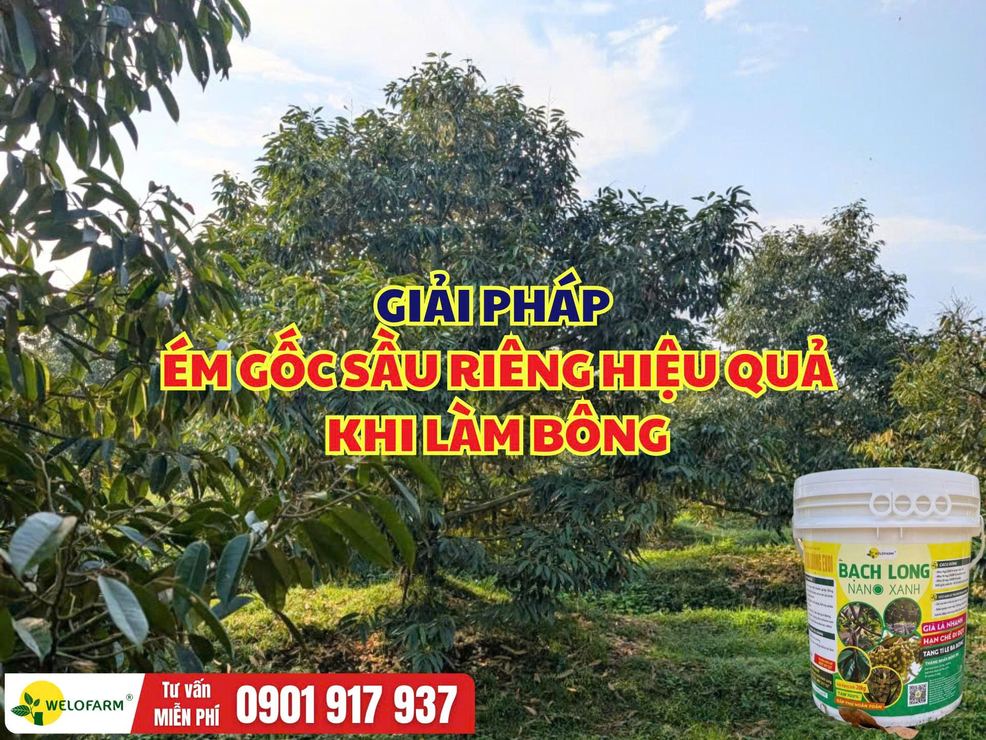 Giải Pháp Ém Gốc Sầu Riêng Hiệu Quả, Chuẩn Bị Làm Bông