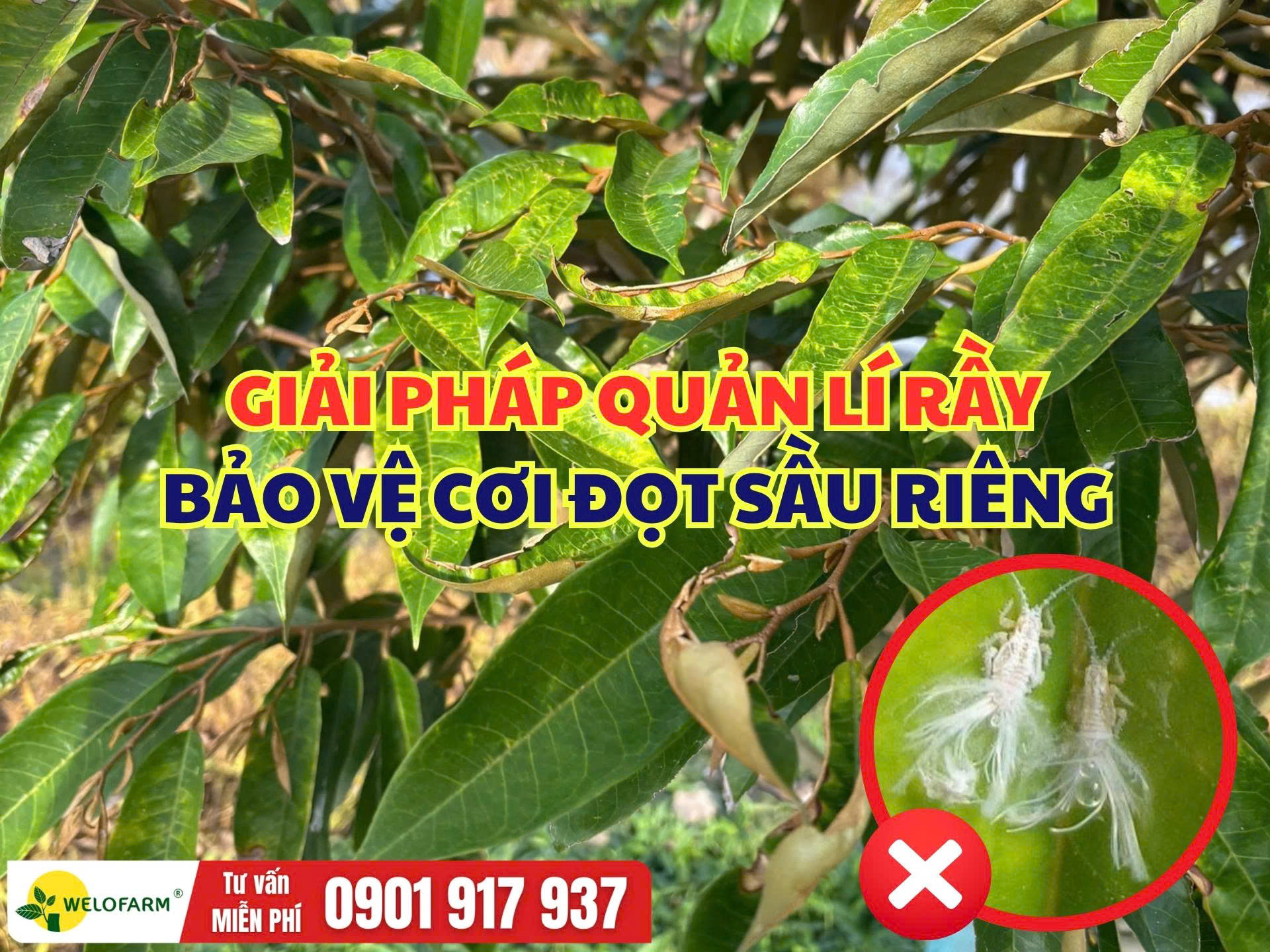 Giải Pháp Quản Lý Rầy Xanh Trên Sầu Riêng, Bảo Vệ Cơi Đọt Non