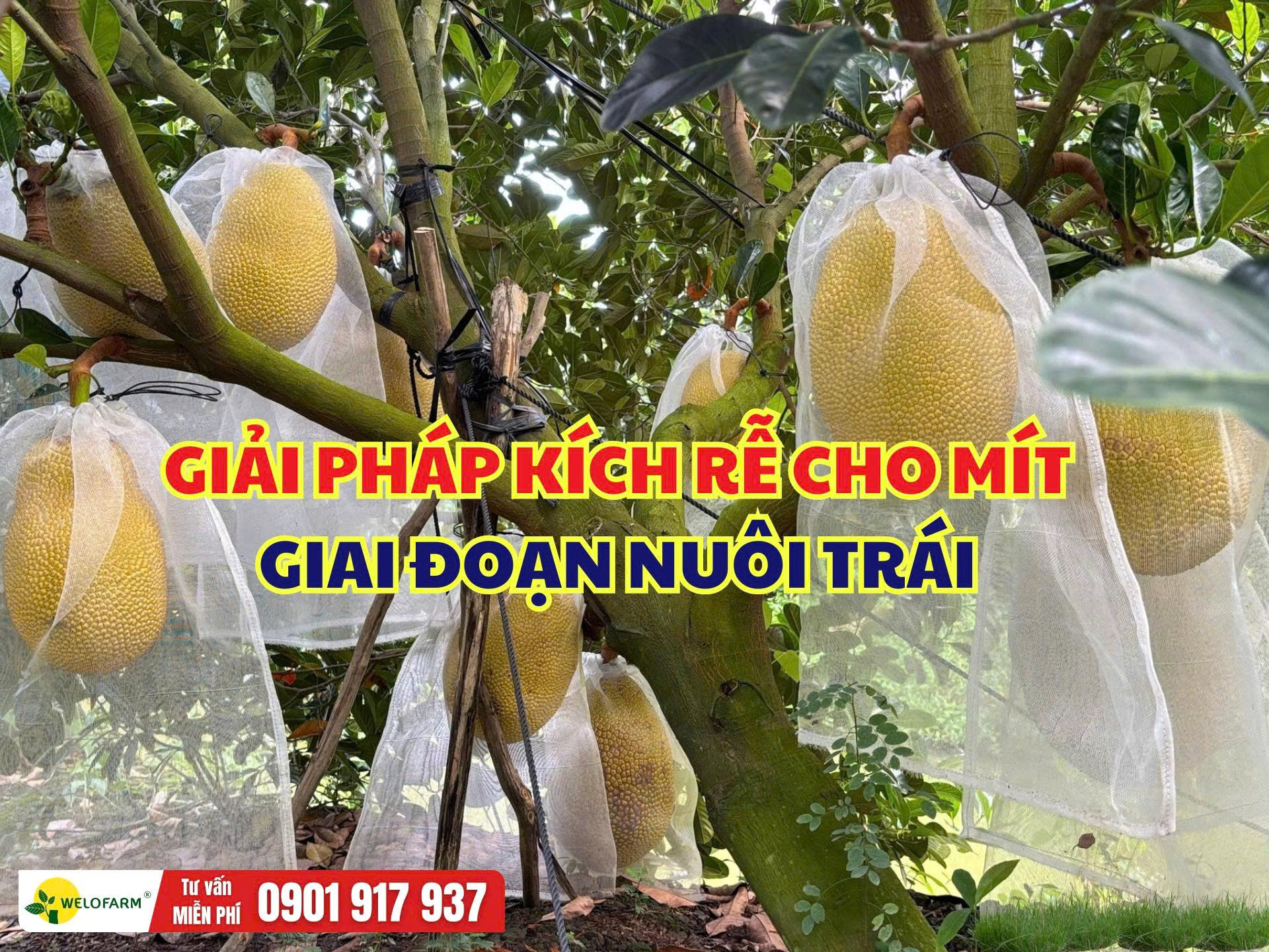 Kích Rễ Cho Mít Giai Đoạn Nuôi Trái
