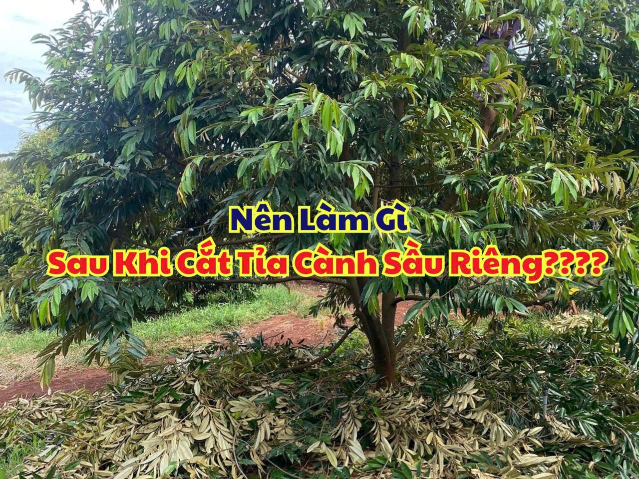 Làm Gì Sau Khi Cắt Tỉa Cành Sầu Riêng? 4 Việc Bà Con Cần Thực Hiện Ngay