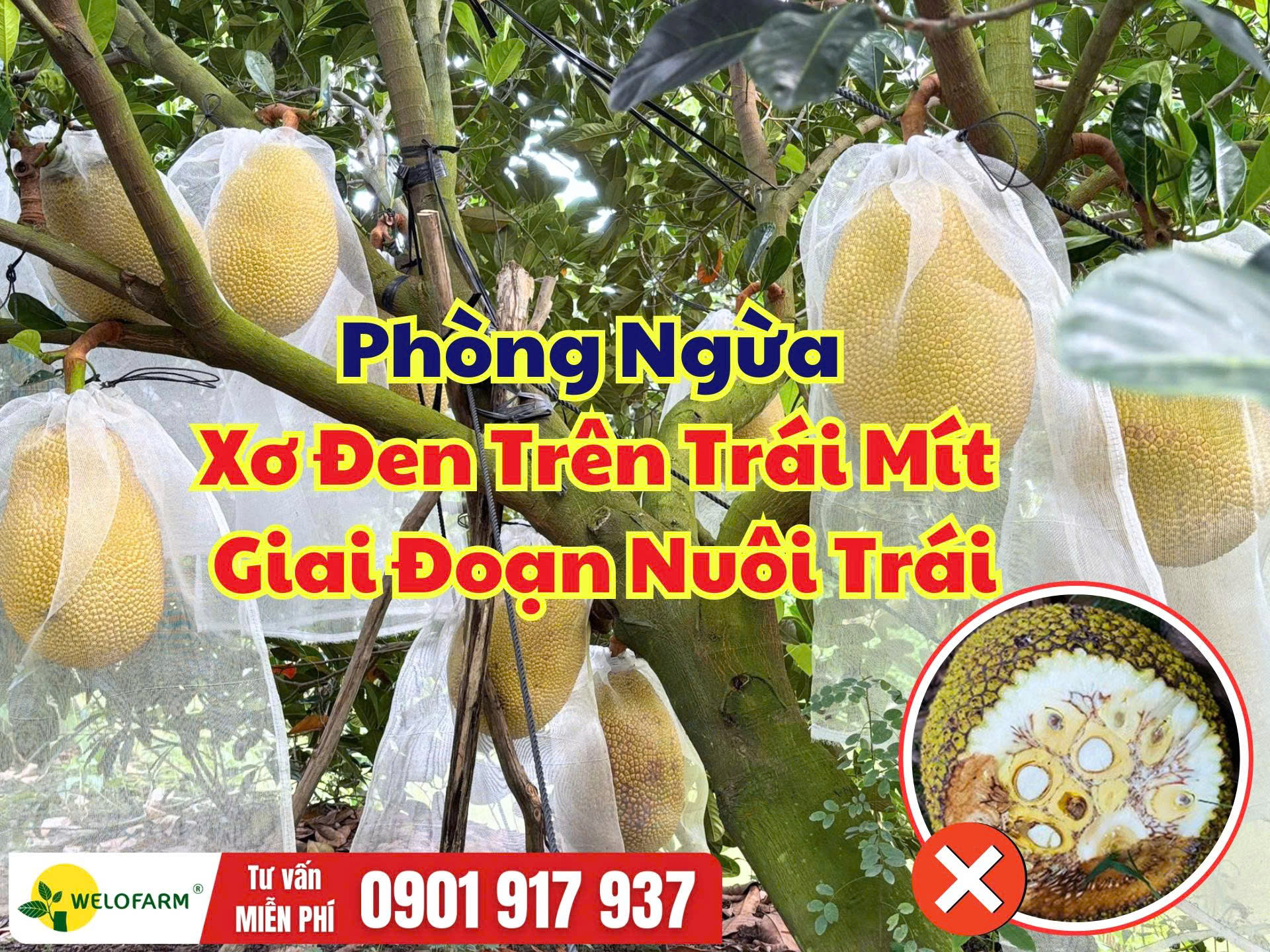 PHÒNG NGỪA XƠ ĐEN GIAI ĐOẠN NUÔI TRÁI MÍT