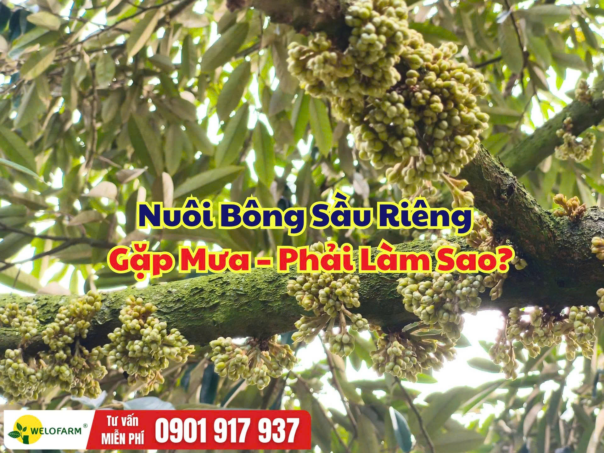 Nuôi Bông Sầu Riêng Mà Gặp Mưa – Làm Sao Để Giữ Bông Khỏe?