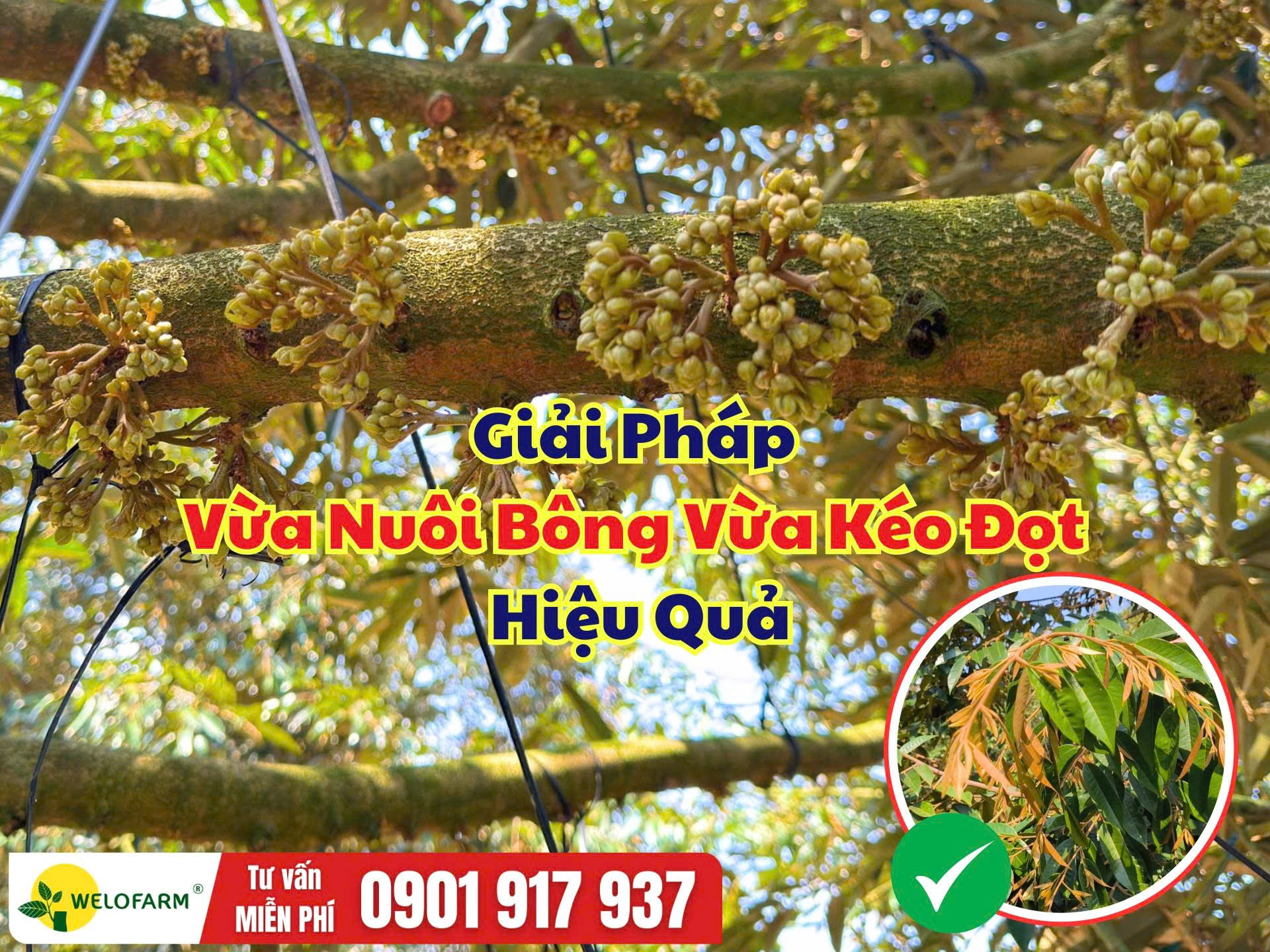 Giải Pháp Vừa Nuôi Bông Vừa Kéo Đọt Sầu Riêng Hiệu Quả, Đúng Thời Điểm