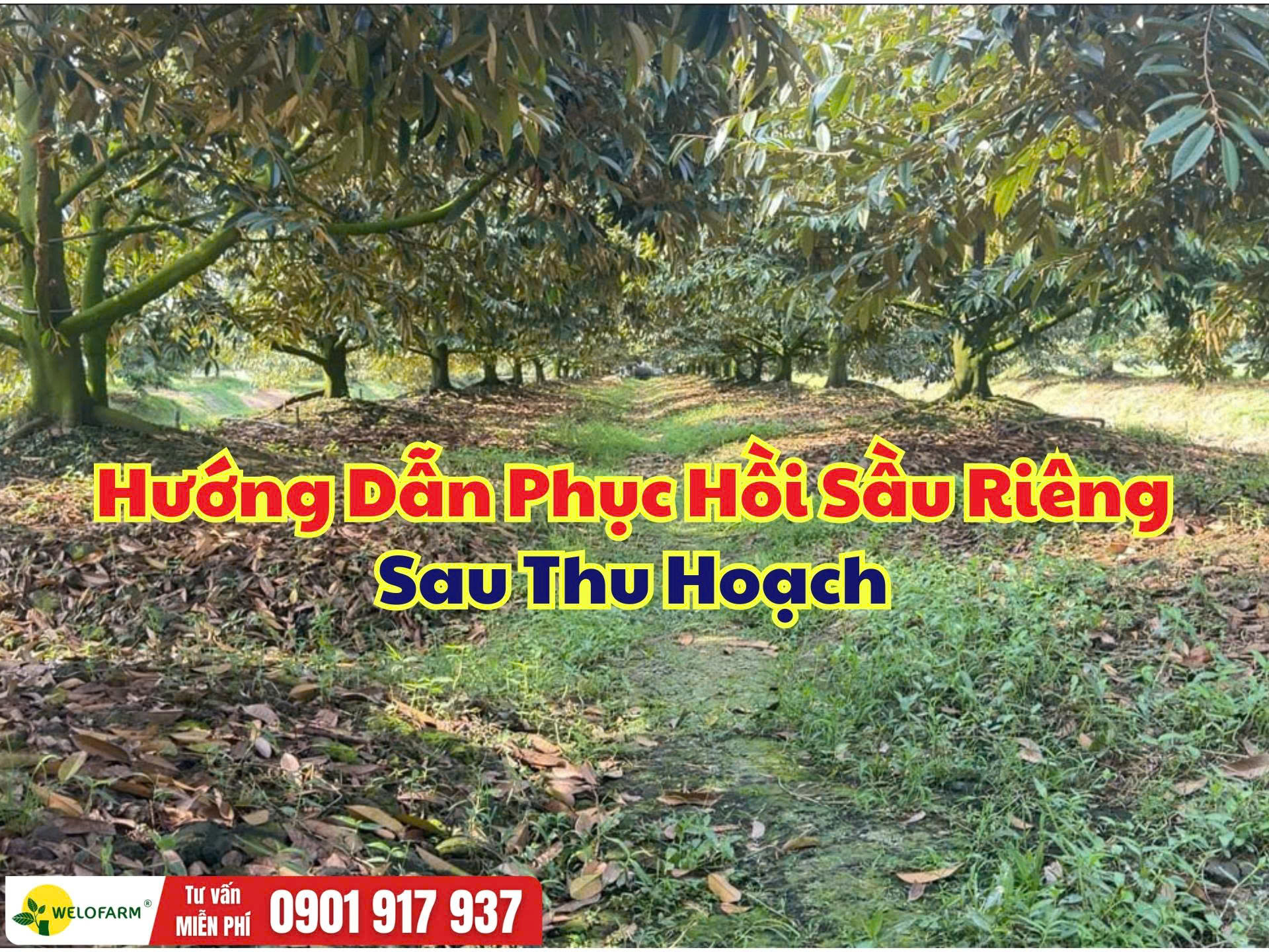 Phục Hồi Sầu Riêng Sau Thu Hoạch: Quy Trình 4 Bước Giúp Cây Nhanh Khỏe, Ra Đọt Mạnh