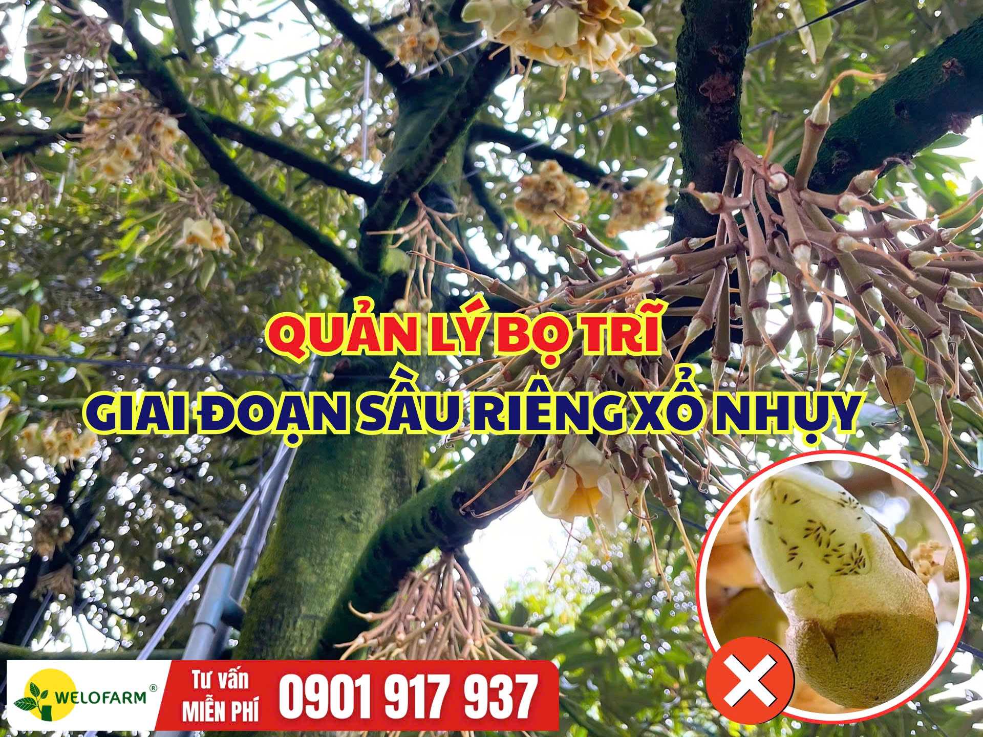 Quản Lý Bọ Trĩ Giai Đoạn Xổ Nhụy Sầu Riêng