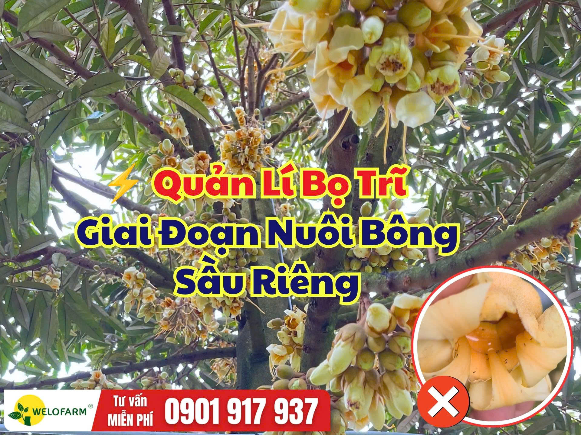QUẢN LÍ BỌ TRĨ GIAI ĐOẠN NUÔI BÔNG SẦU RIÊNG