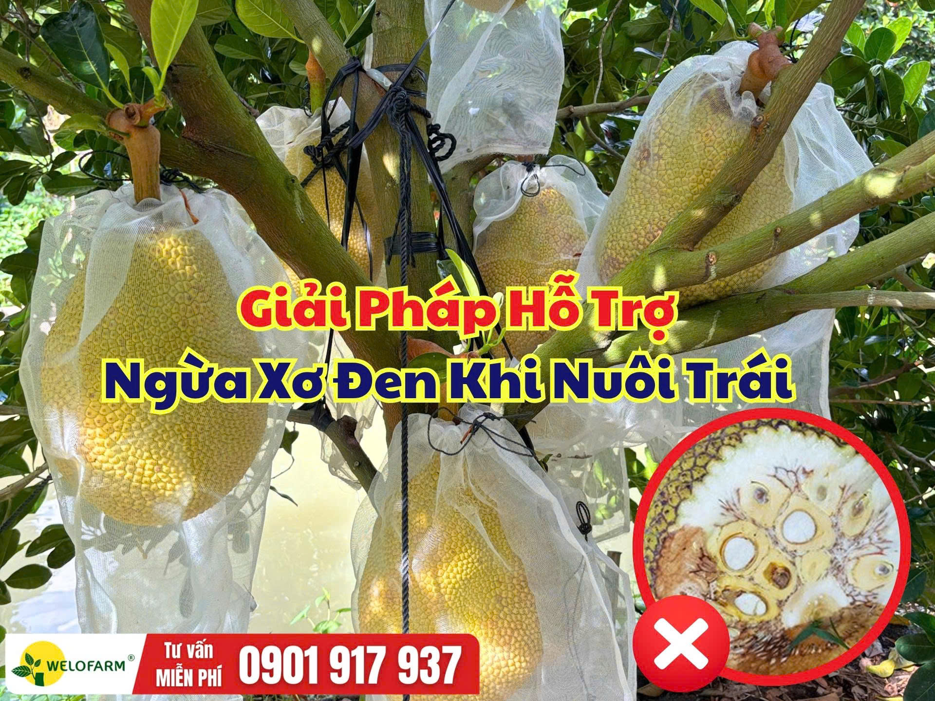 Giải Pháp Ngừa Xơ Đen Trên Mít Khi Nuôi Trái Mùa Mưa
