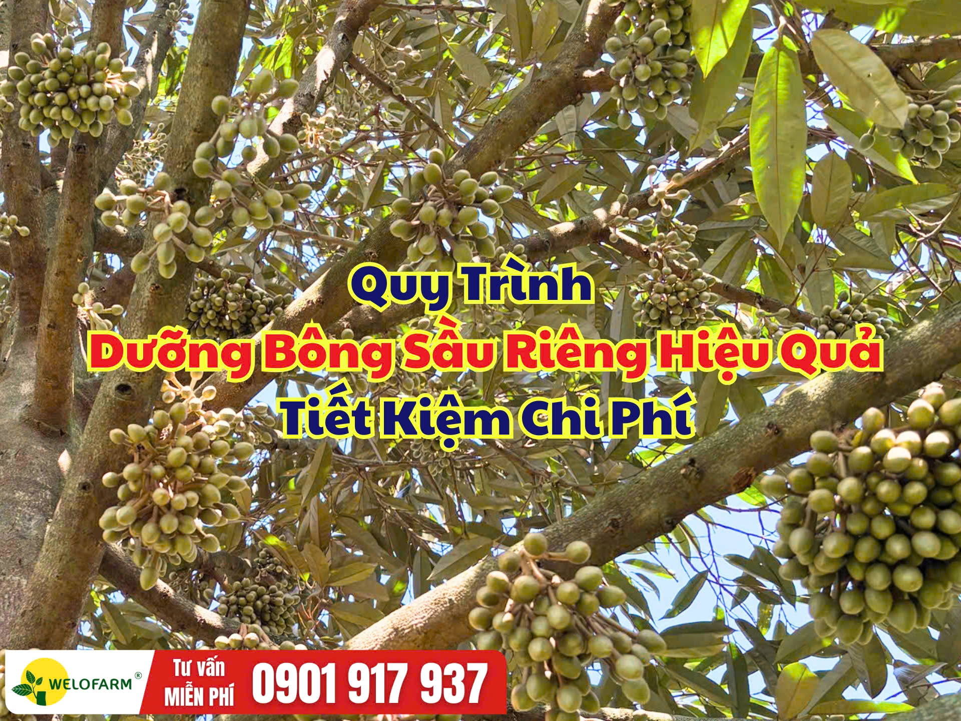 Quy Trình Dưỡng Bông Sầu Riêng Hiệu Quả, Tiết Kiệm Chi Phí