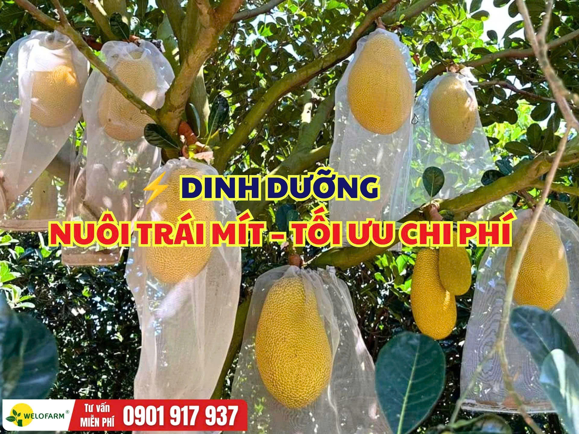 DINH DƯỠNG NUÔI TRÁI MÍT – TỐI ƯU CHI PHÍ