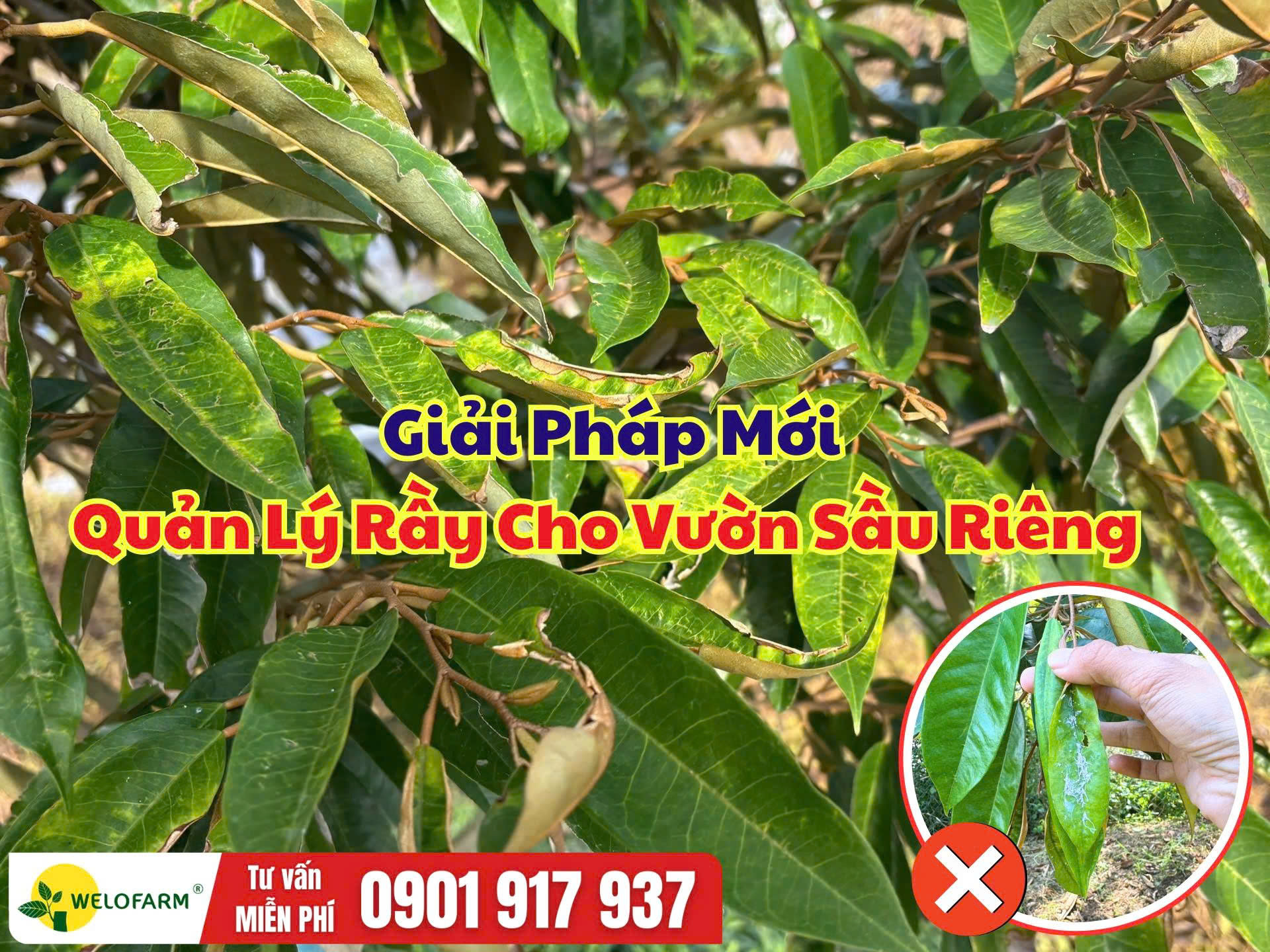 Cách Quản Lý Rầy Trên Sầu Riêng Khi Ra Đọt Non
