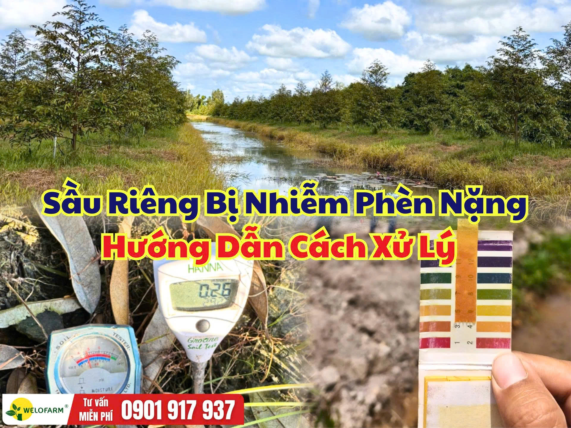 Sầu riêng bị nhiễm phèn: Dấu hiệu, nguyên nhân và cách xử lý hiệu quả