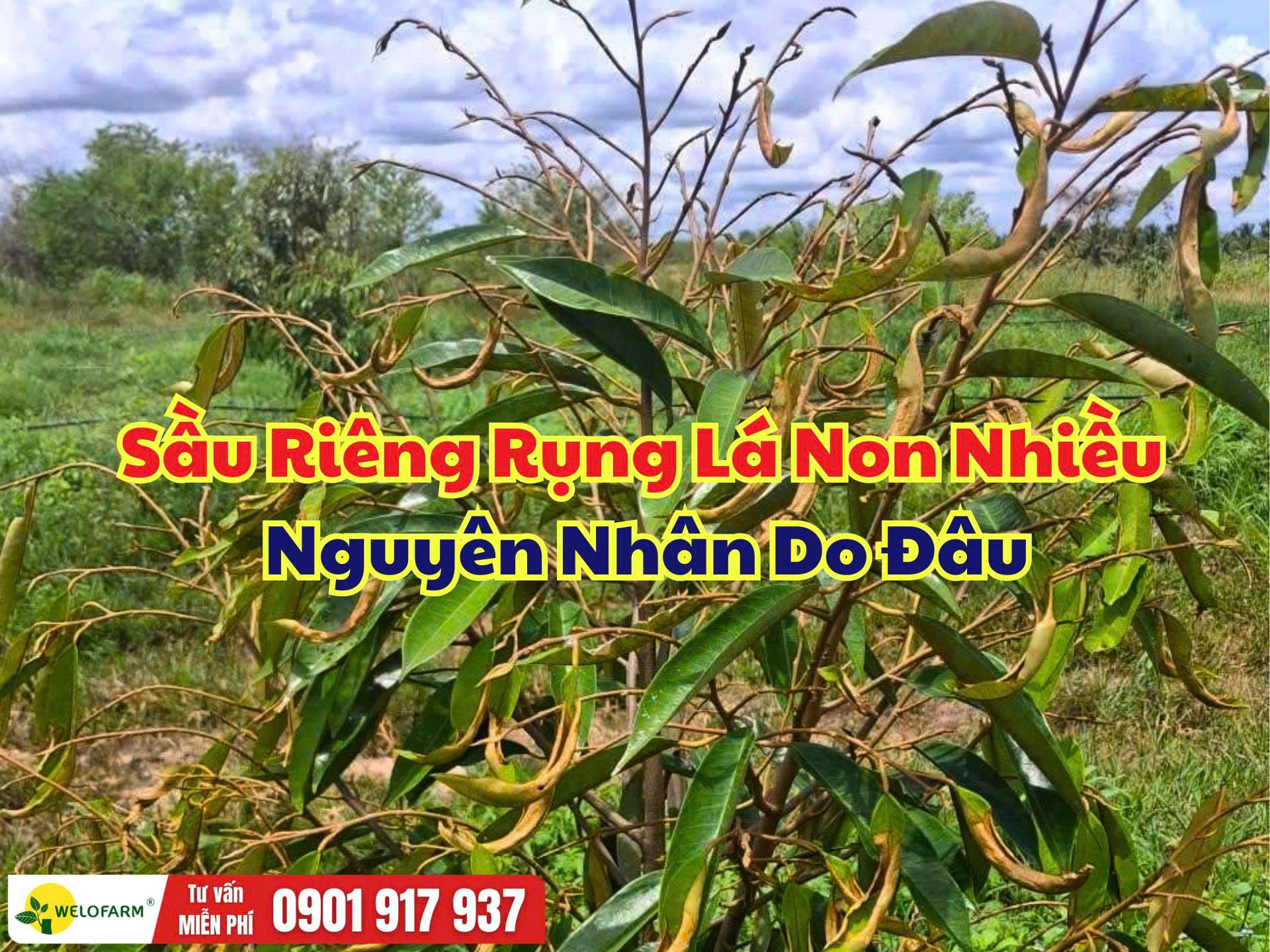 Sầu Riêng Rụng Lá Non: Nguyên Nhân Và Cách Xử Lý Giúp Cây Phục Hồi Nhanh