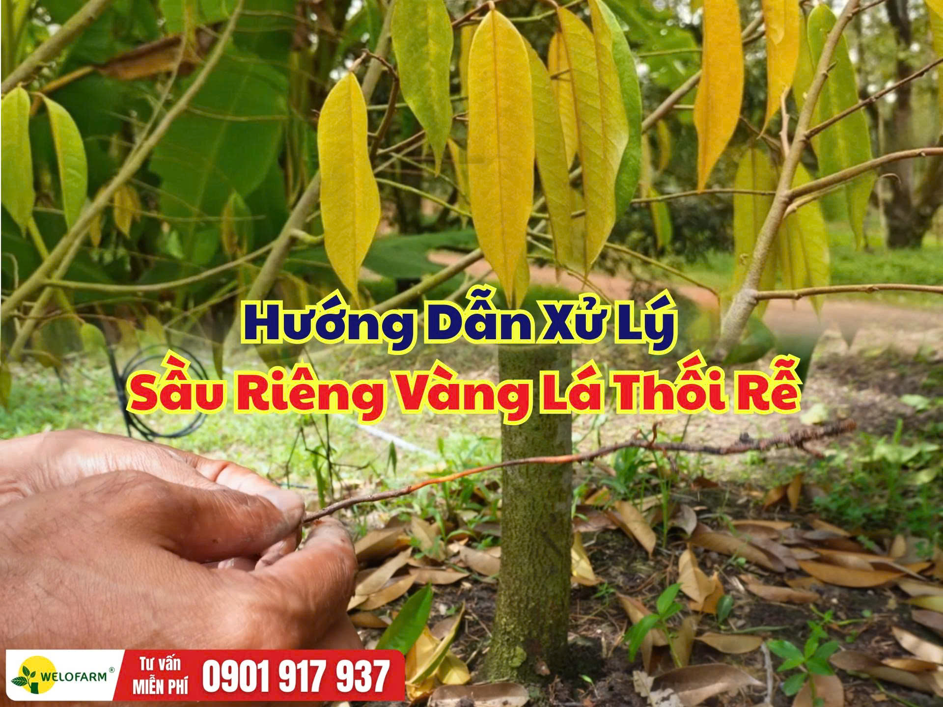 Sầu Riêng Vàng Lá Thối Rễ: Nguyên Nhân, Dấu Hiệu Và Cách Xử Lý Hiệu Quả