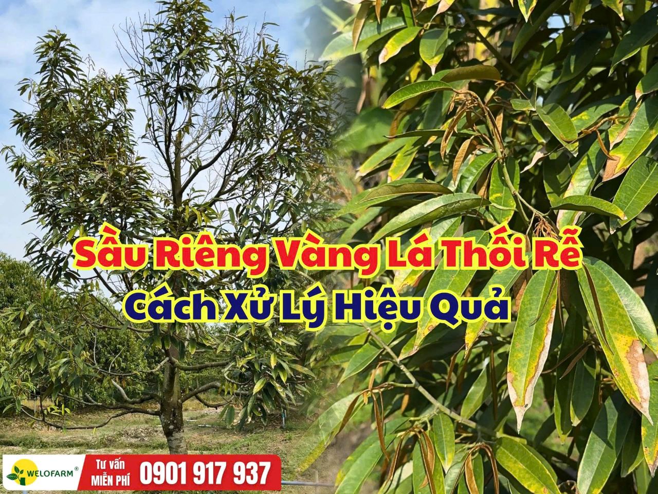 Sầu Riêng Vàng Lá Thối Rễ: Nguyên Nhân, Dấu Hiệu Và Cách Xử Lý Hiệu Quả