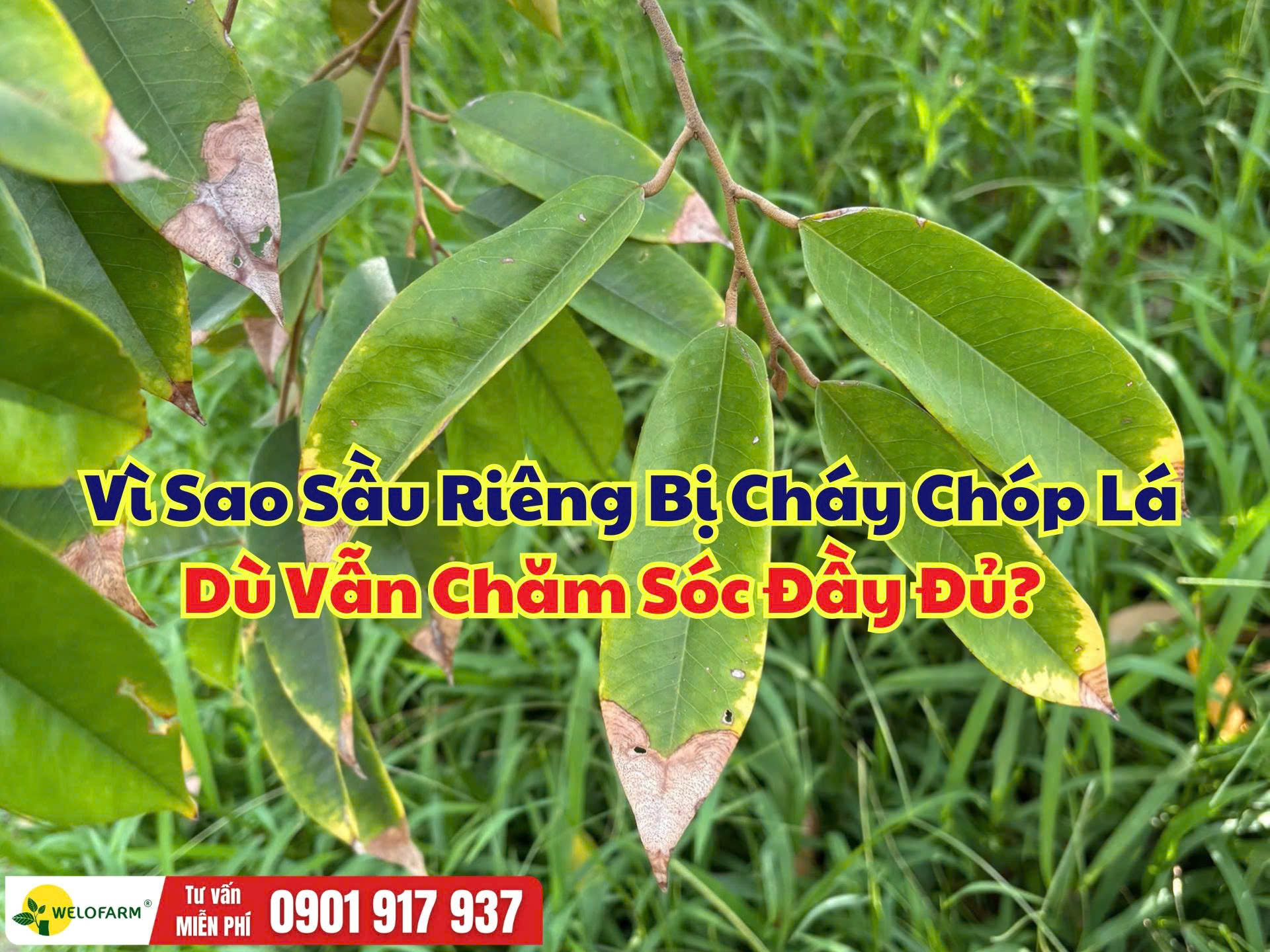 Vì Sao Sầu Riêng Bị Cháy Chót Lá? Nguyên Nhân Và Cách Khắc Phục Hiệu Quả