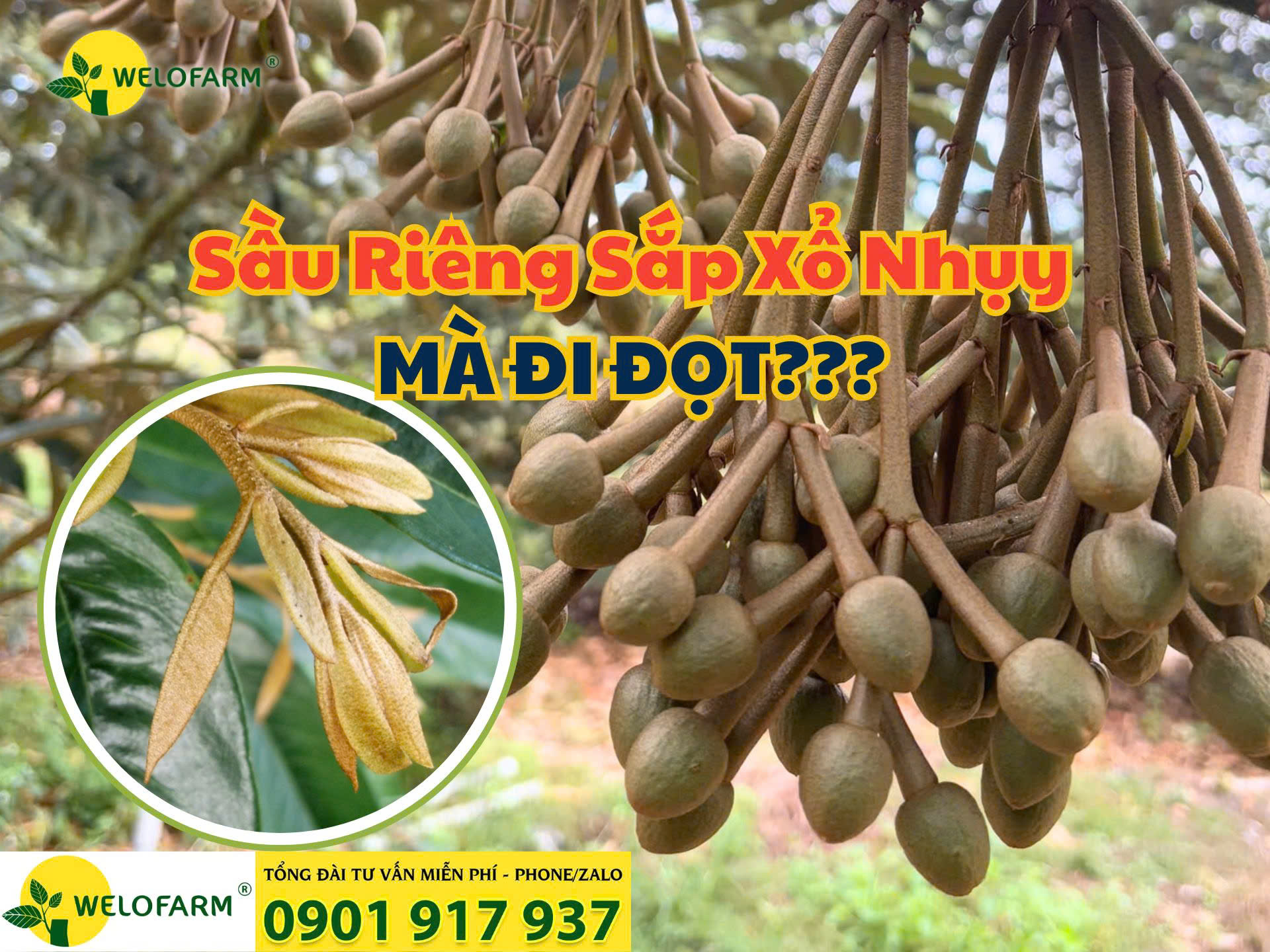 💥 Giải Pháp Nào Khi Sầu Riêng Sắp Xổ Nhụy Mà Đi Đọt?