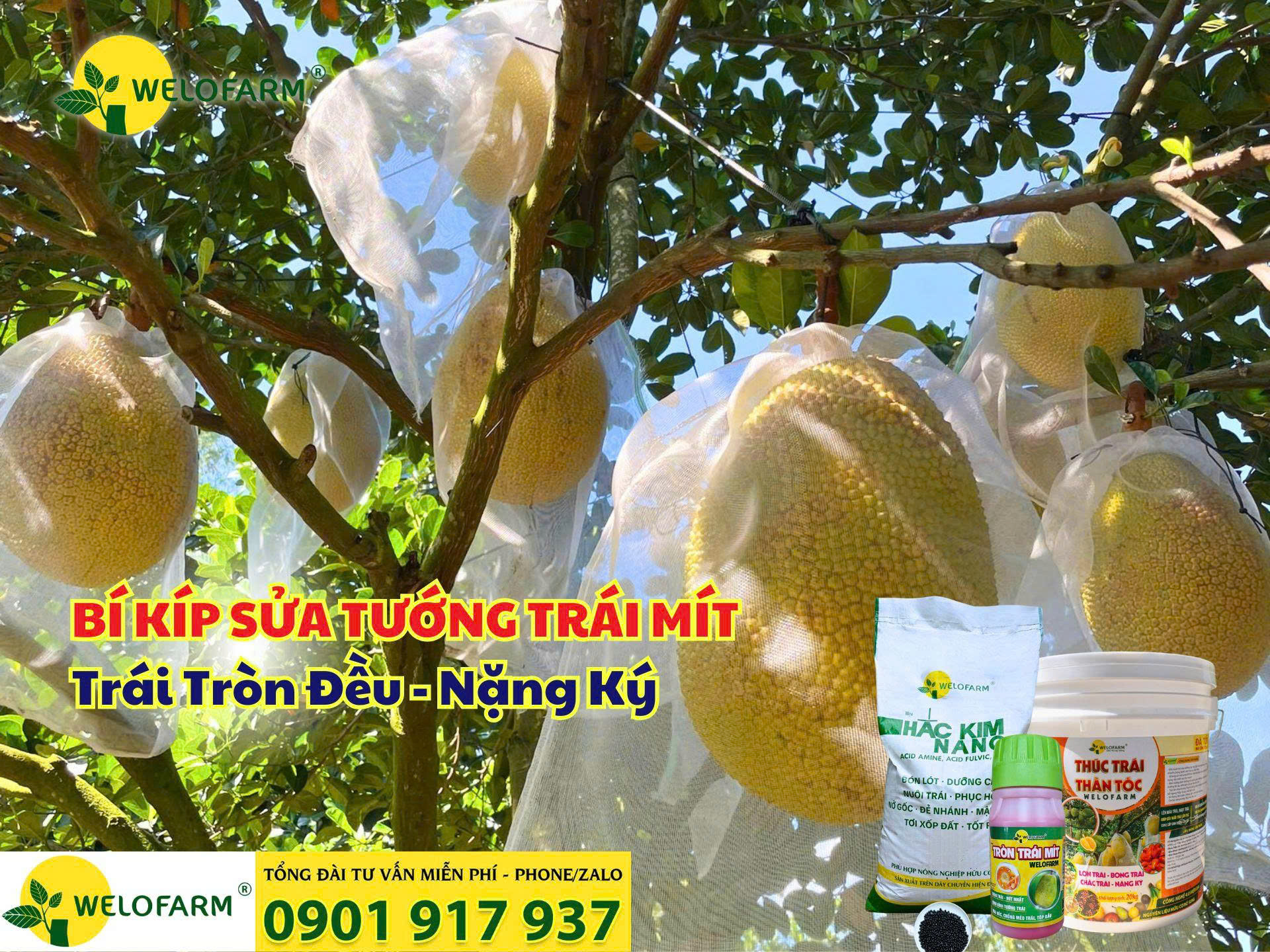 ⚡ CÁCH SỬA TƯỚNG TRÁI MÍT: TRÁI TRÒN ĐỀU, NẶNG KÝ!